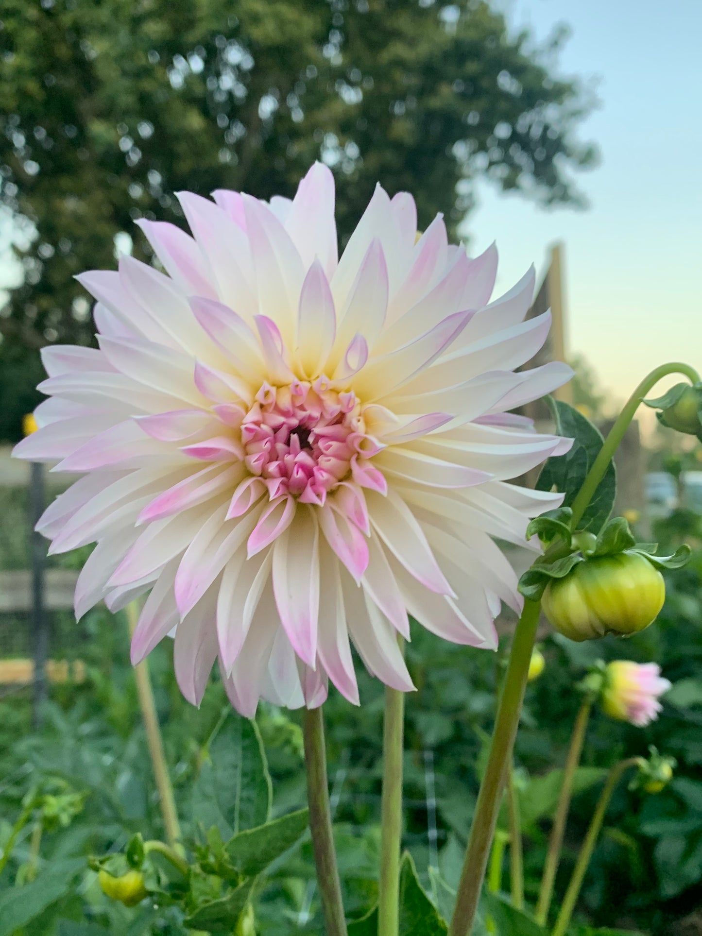 Dahlia Tuber: Oreti Candy