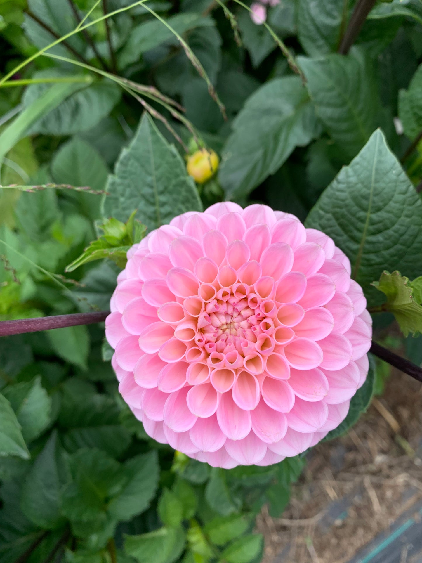 Dahlia Tuber: Wizard of Oz
