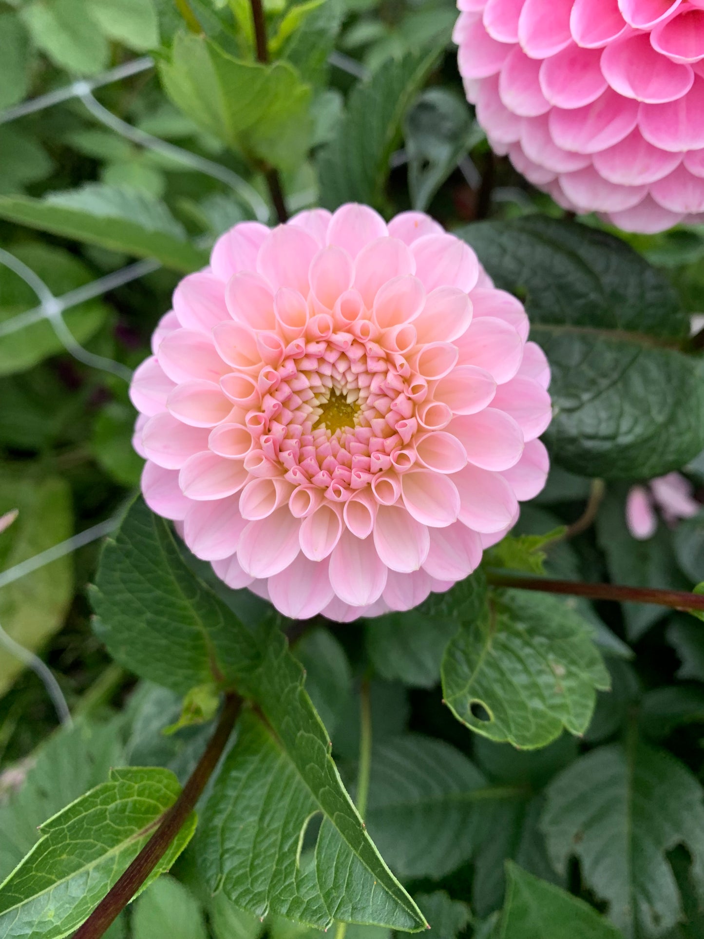 Dahlia Tuber: Wizard of Oz