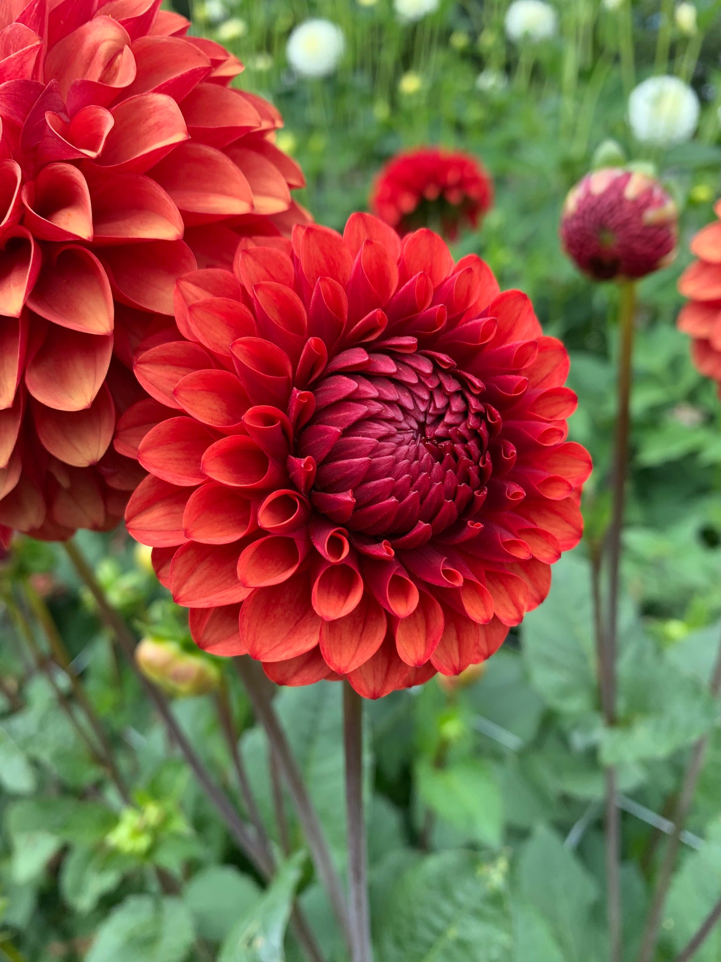 Dahlia Tuber: Brown Sugar