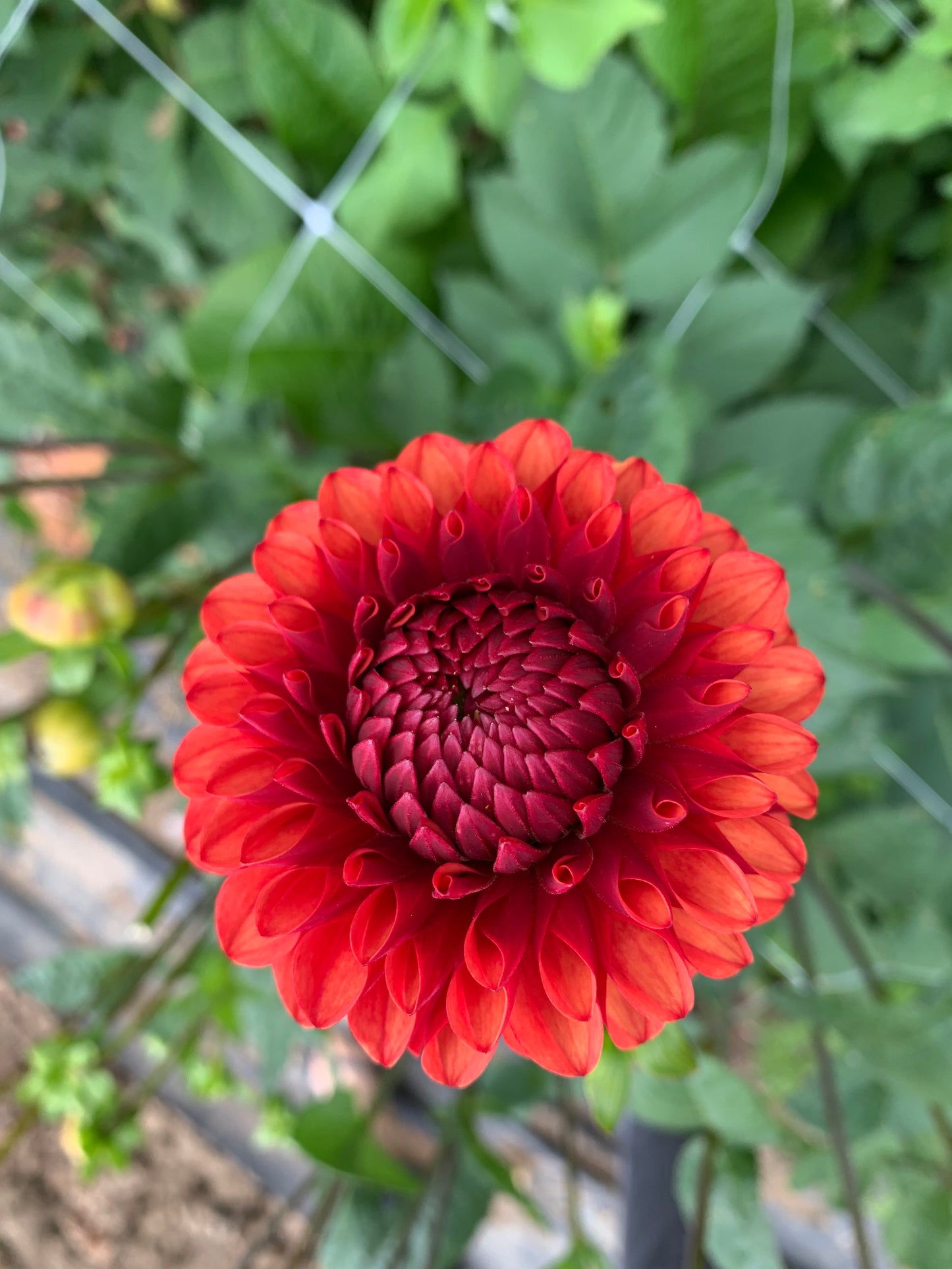 Dahlia Tuber: Brown Sugar