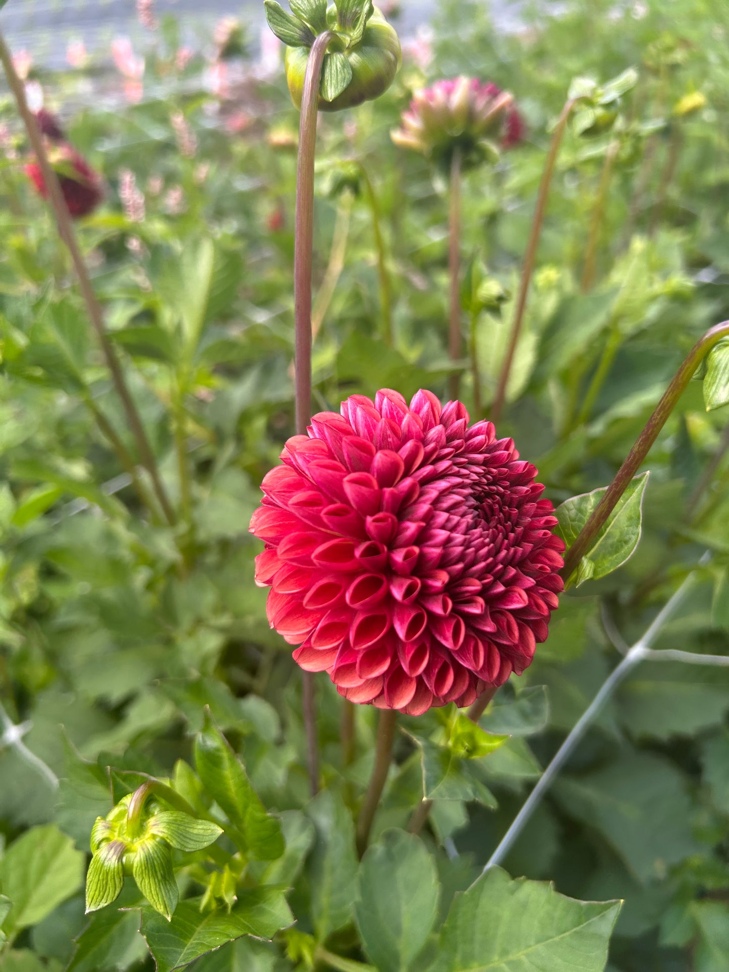 Dahlia Tuber: Copper Boy