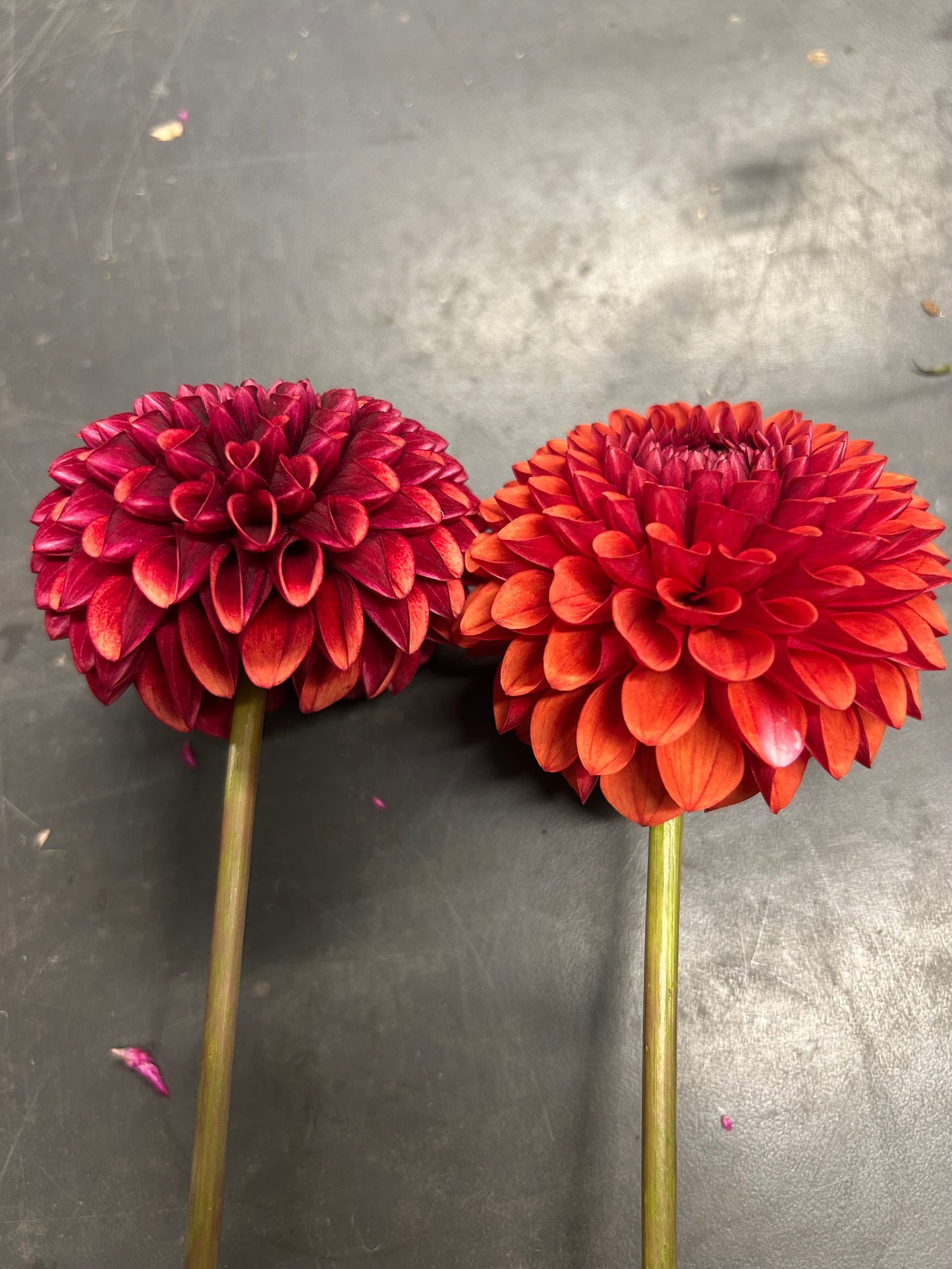 Dahlia Tuber: Copper Boy