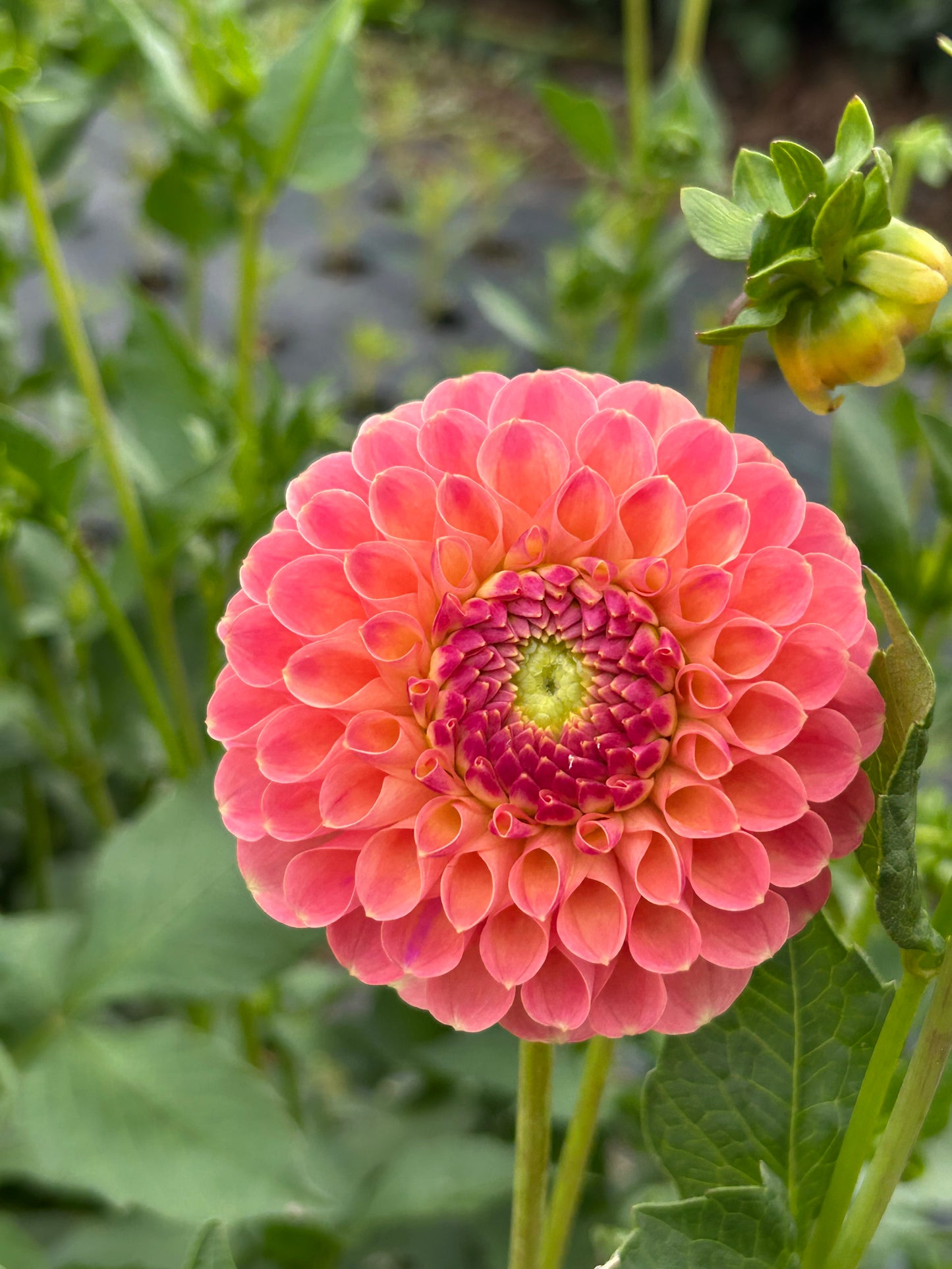 Dahlia Tuber: Jowey Paula (nicky)