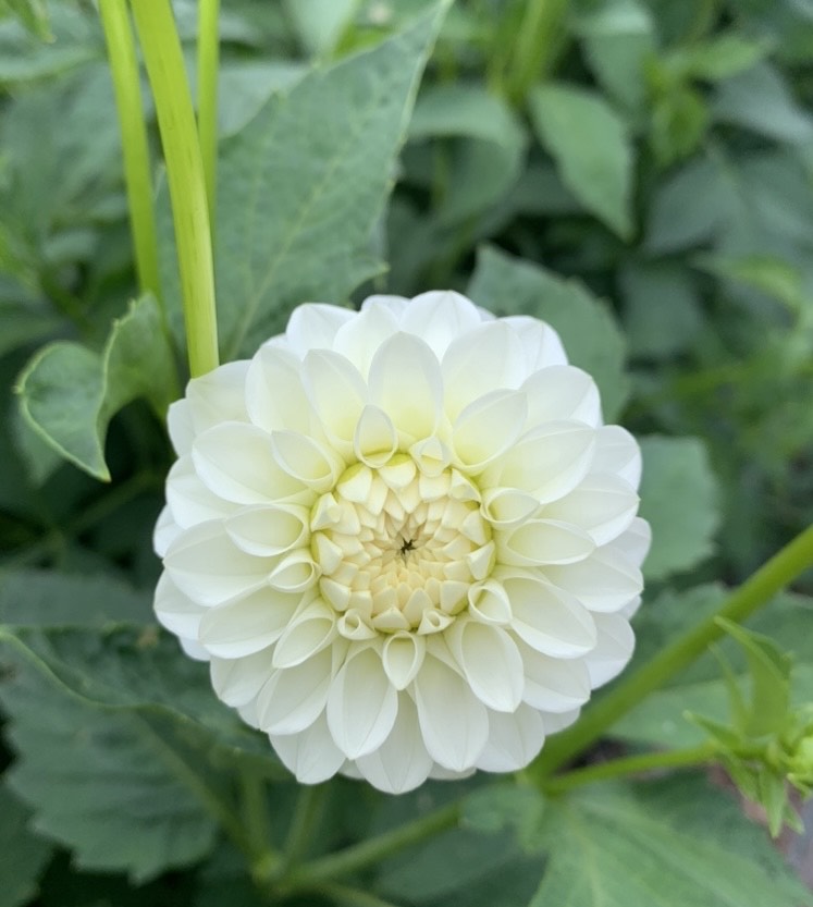 Dahlia Tuber: White Aster