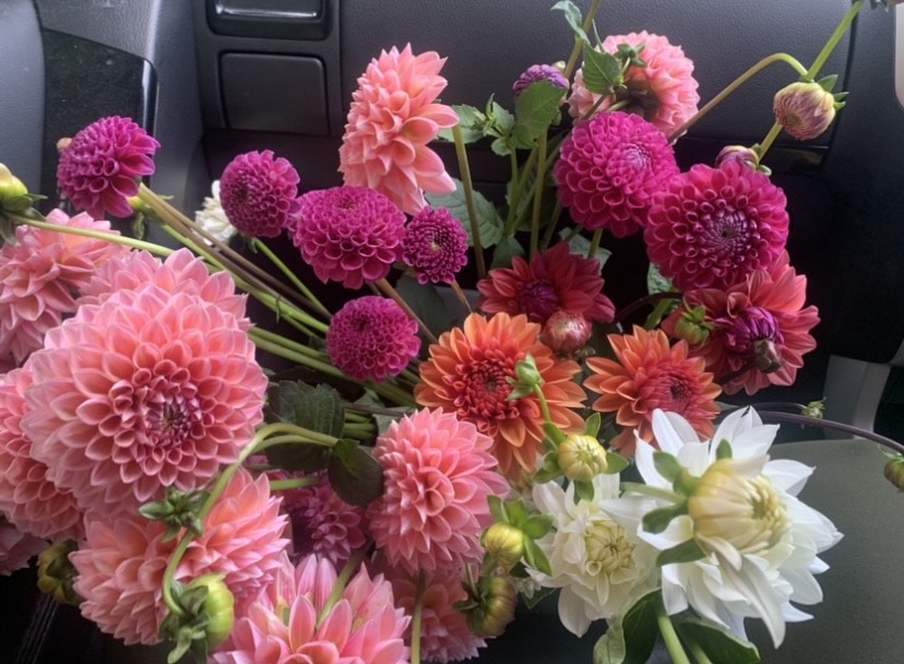 Dahlia Tuber: Lucky Dip