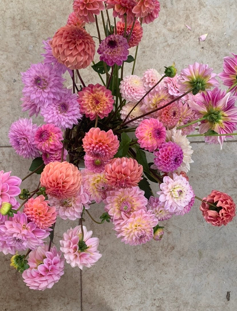 Dahlia tuber mixed boxes - 5 tubers per box