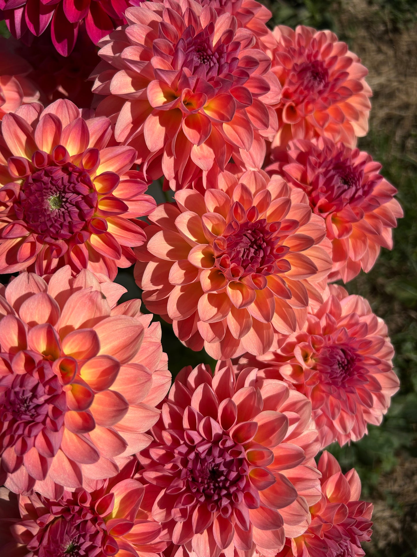Dahlia Tuber: Sebastian