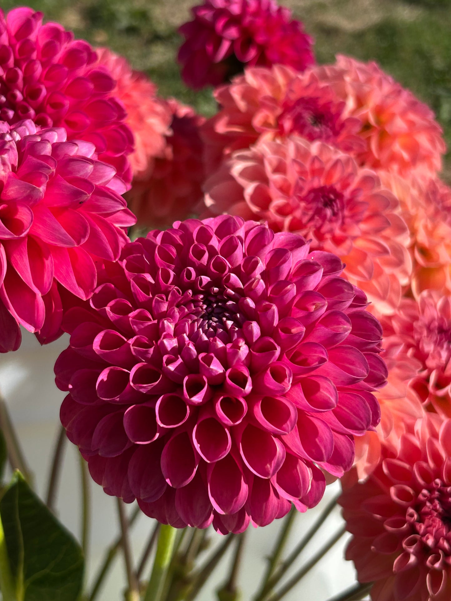 Dahlia Tuber: Jowey Frambo