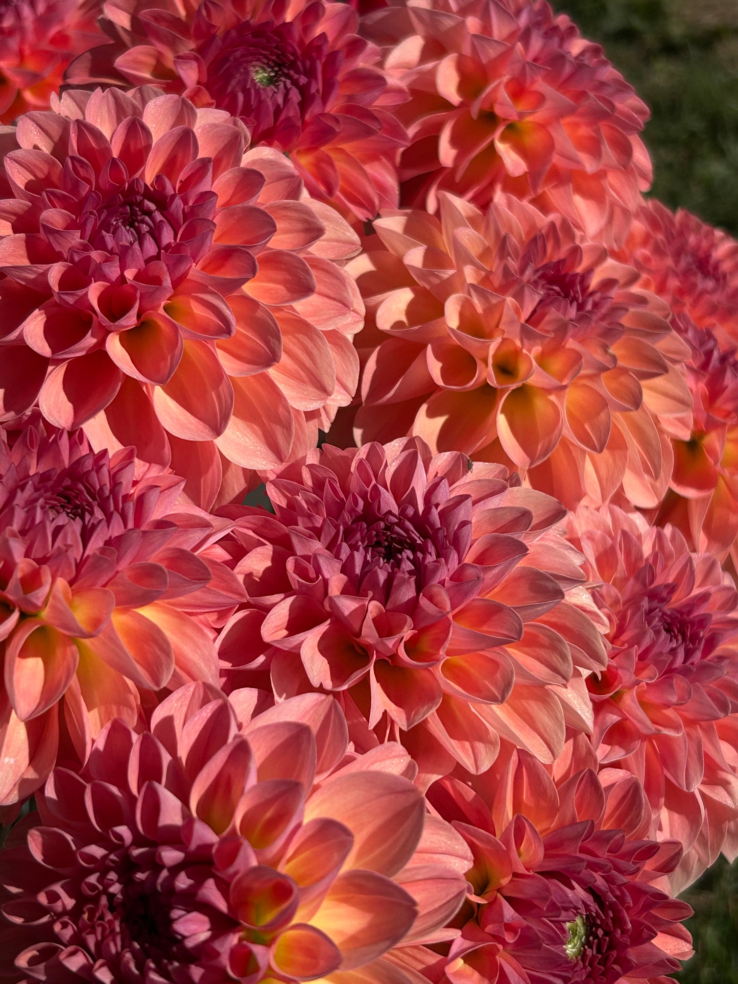 Dahlia Tuber: Sebastian