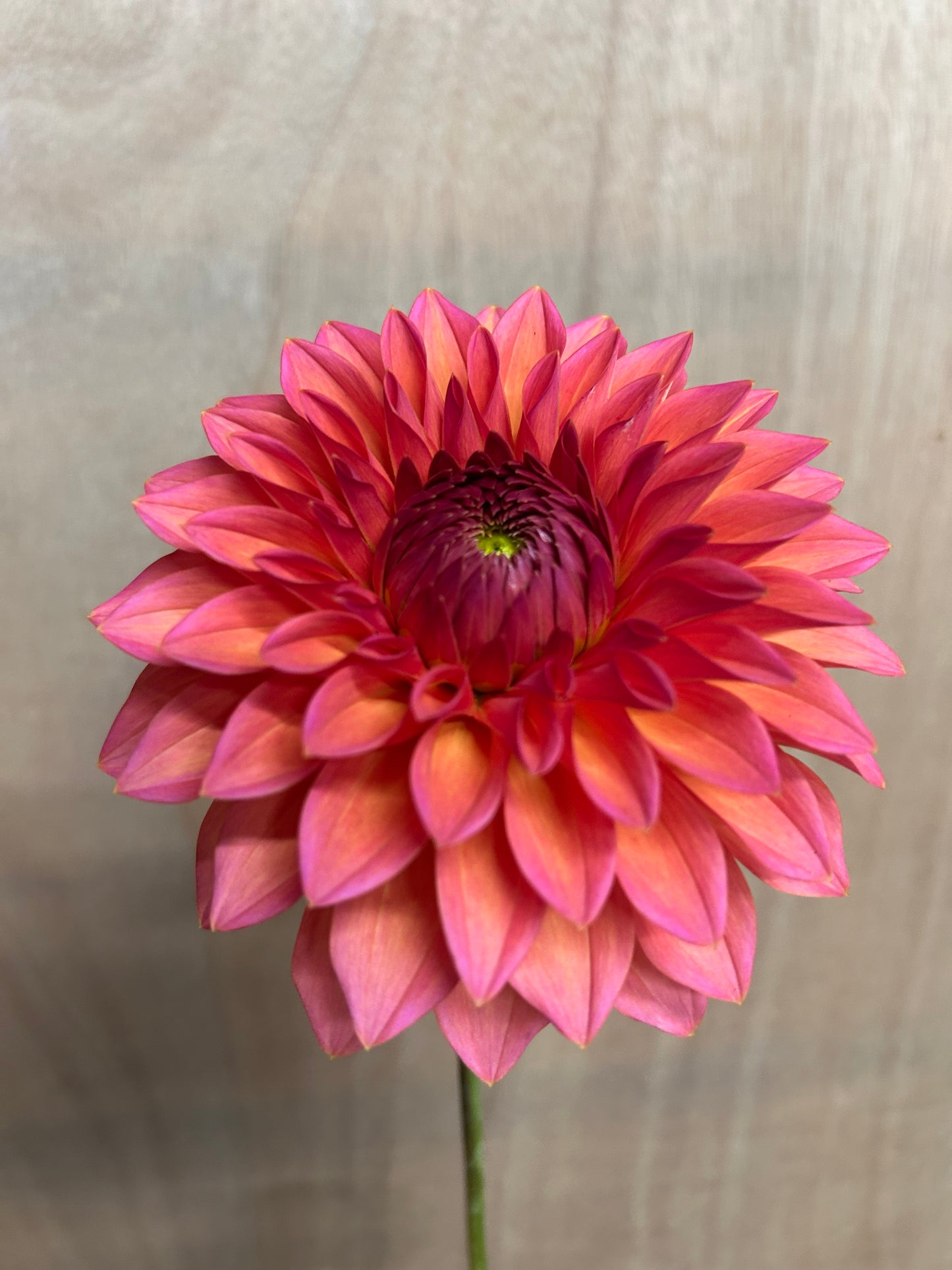 Dahlia Tuber: American Dawn