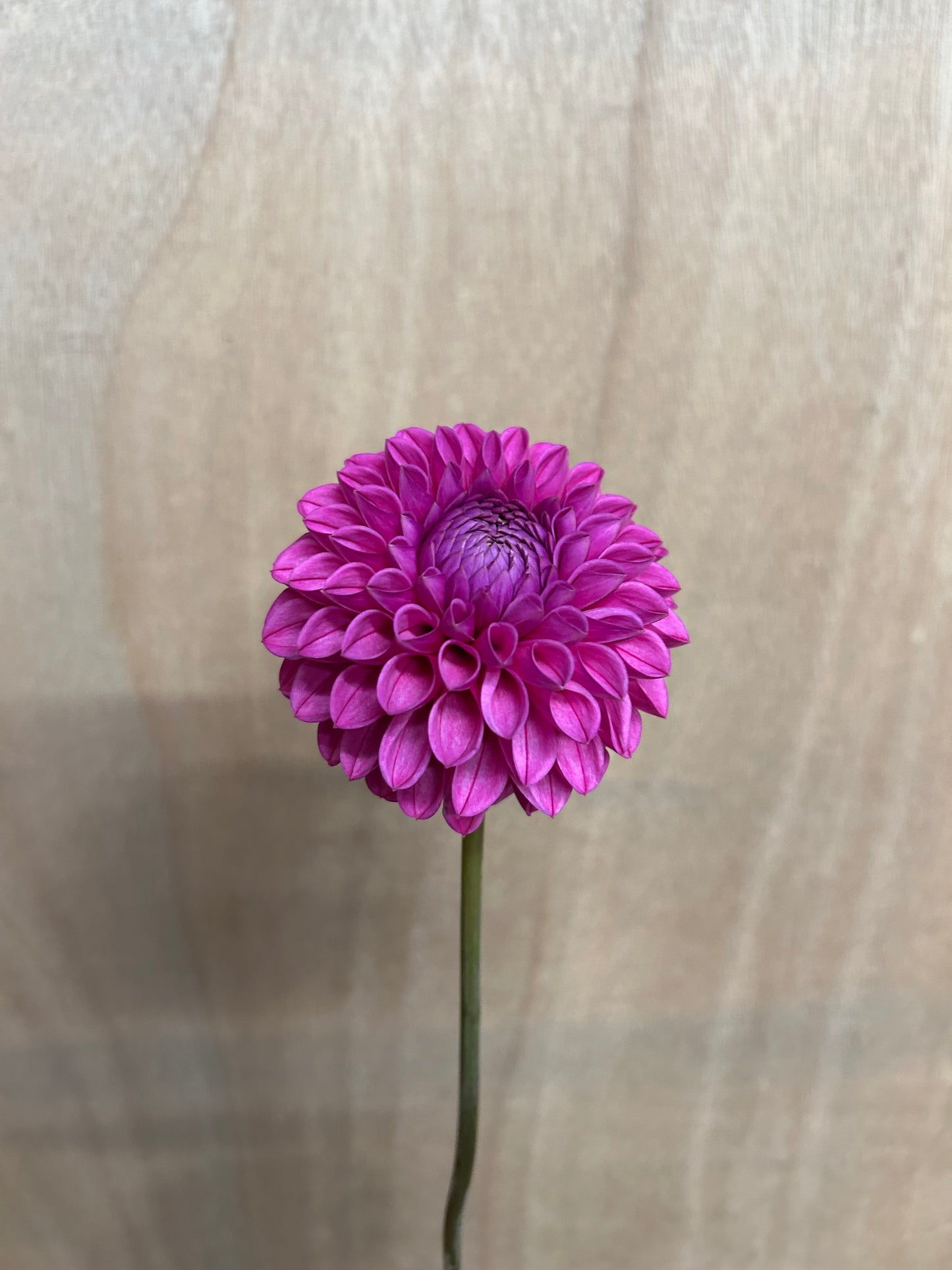 Dahlia Tuber: Jan Van Schaffelaar