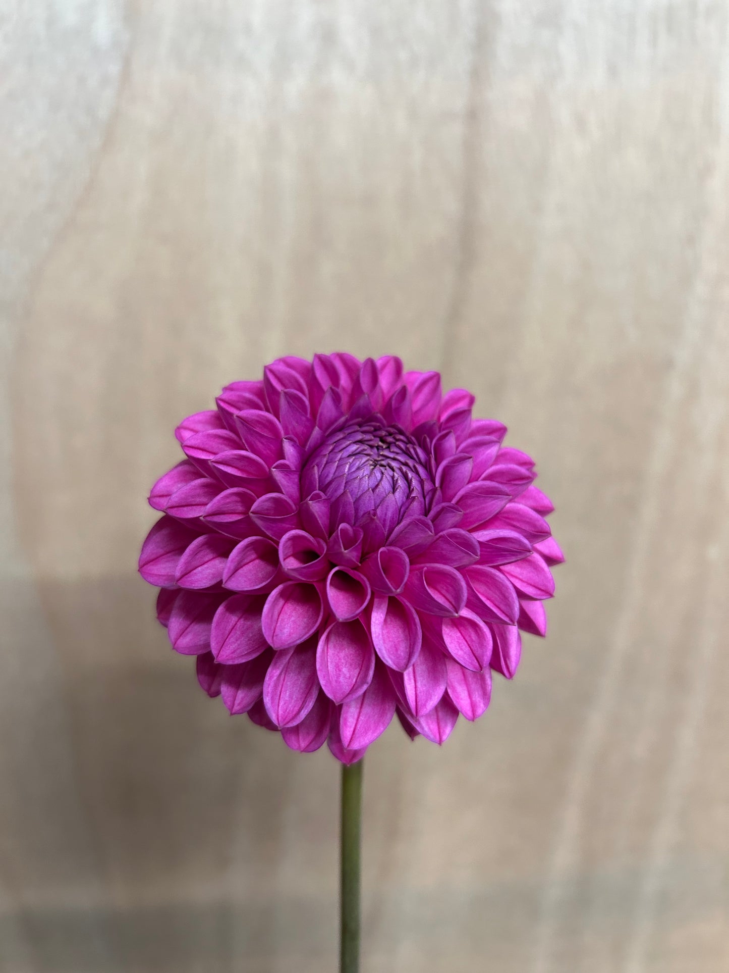 Dahlia Tuber: Jan Van Schaffelaar