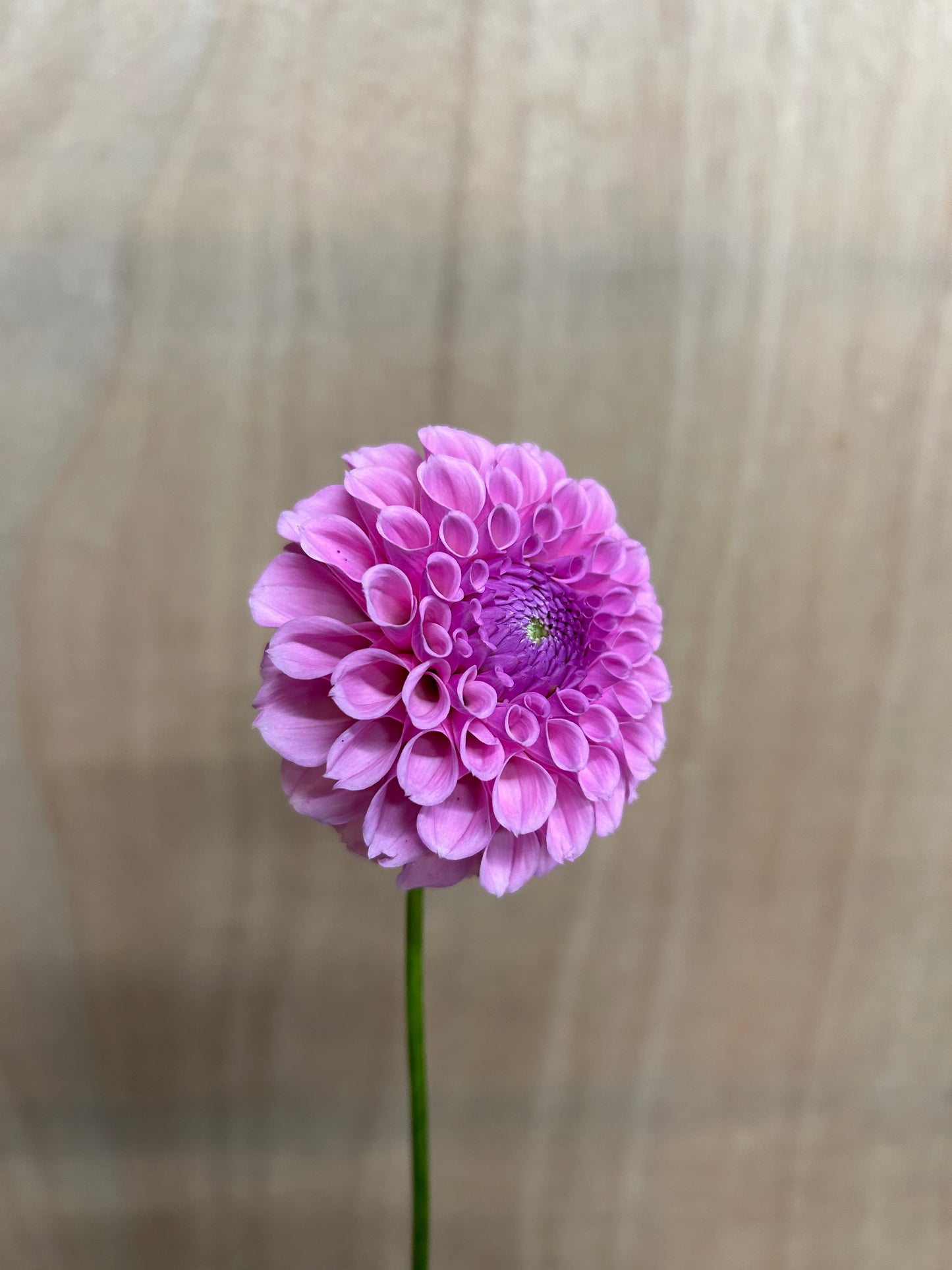 Dahlia Tuber: Sweet Fabienne