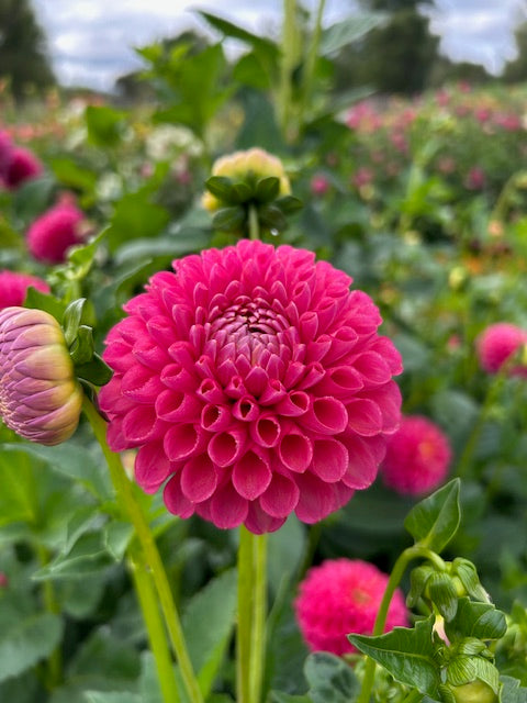 Dahlia Tuber: Jowey Frambo
