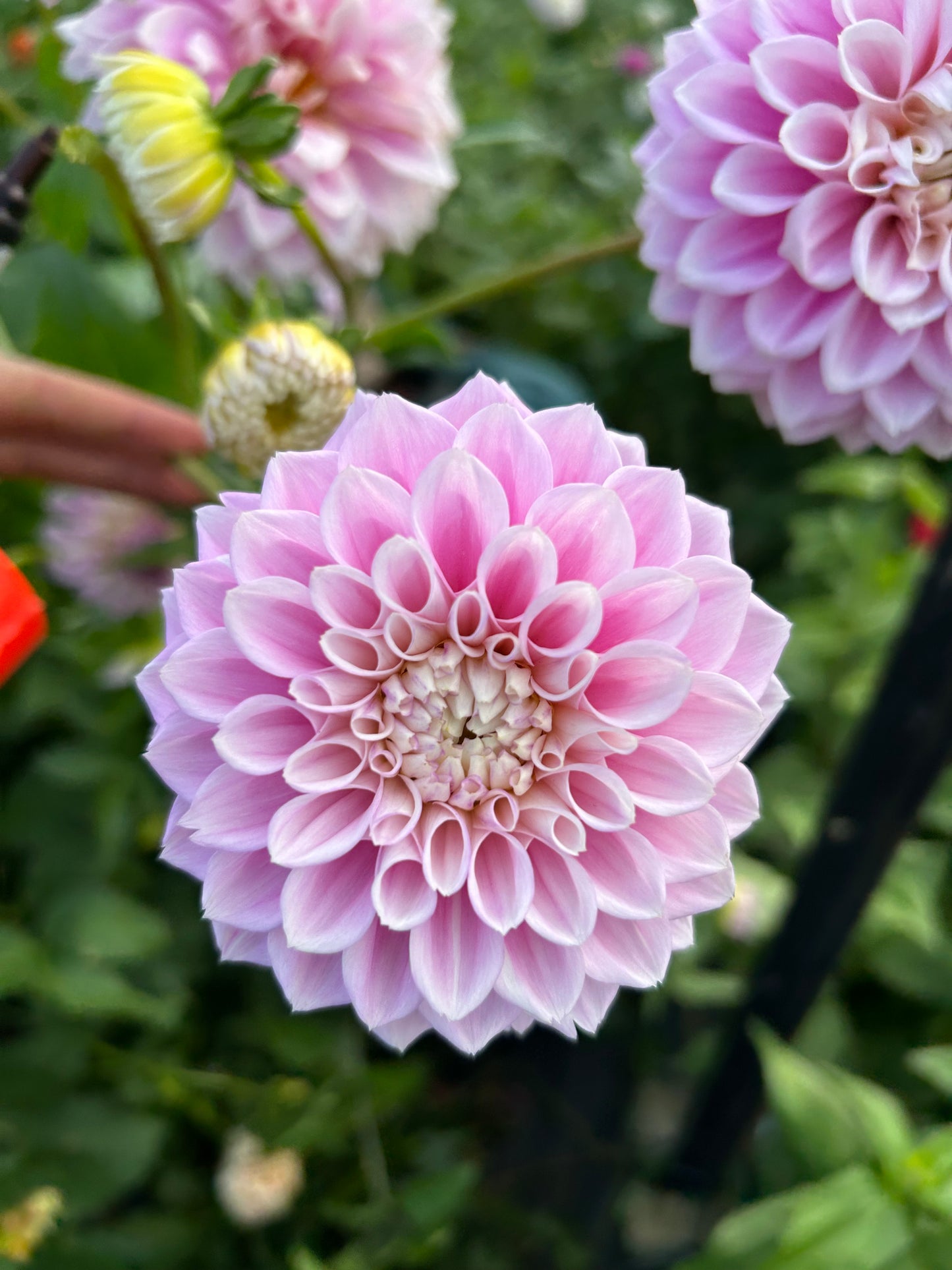 Dahlia Tuber: Sweet Love