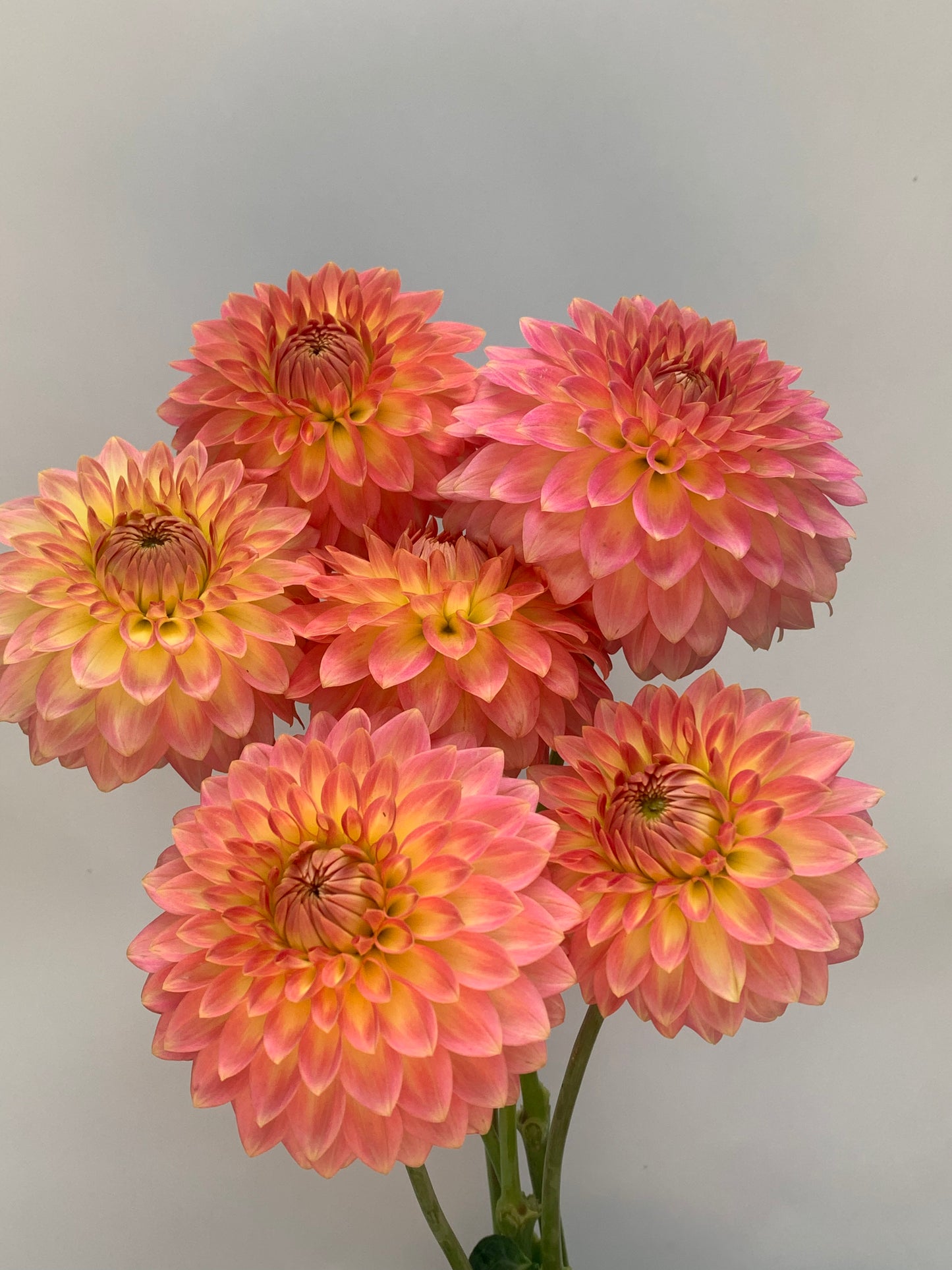 Dahlia Tuber: Joal Georgia