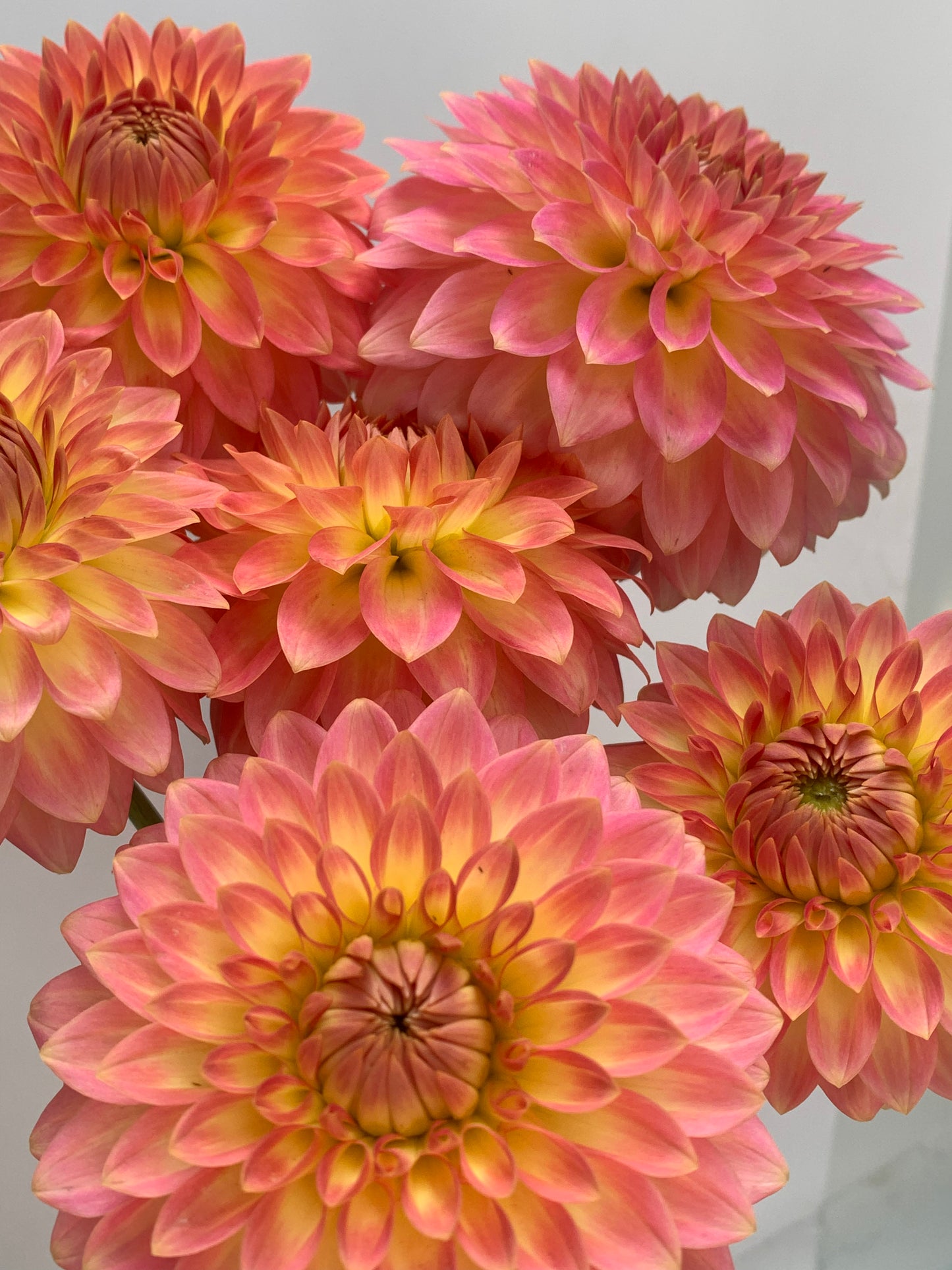 Dahlia Tuber: Joal Georgia