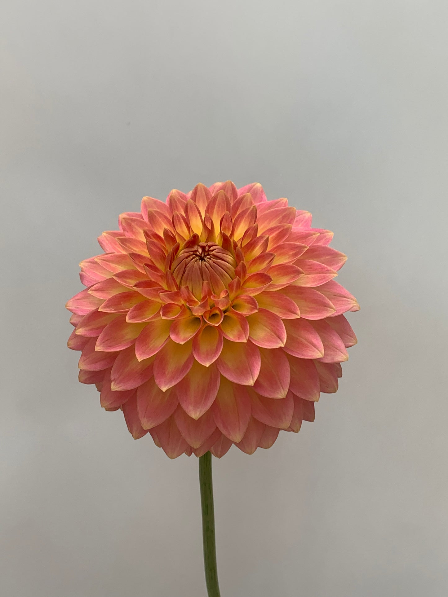 Dahlia Tuber: Joal Georgia