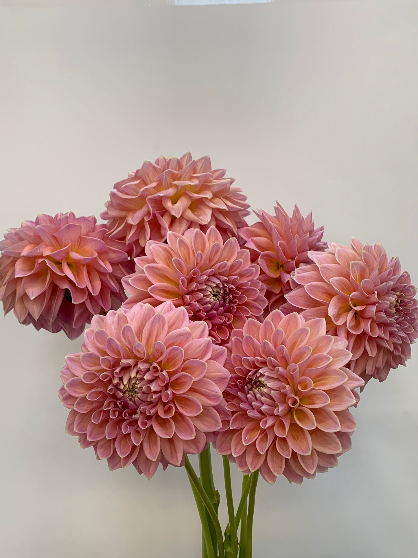 Dahlia Tuber: Joal Kaitlin