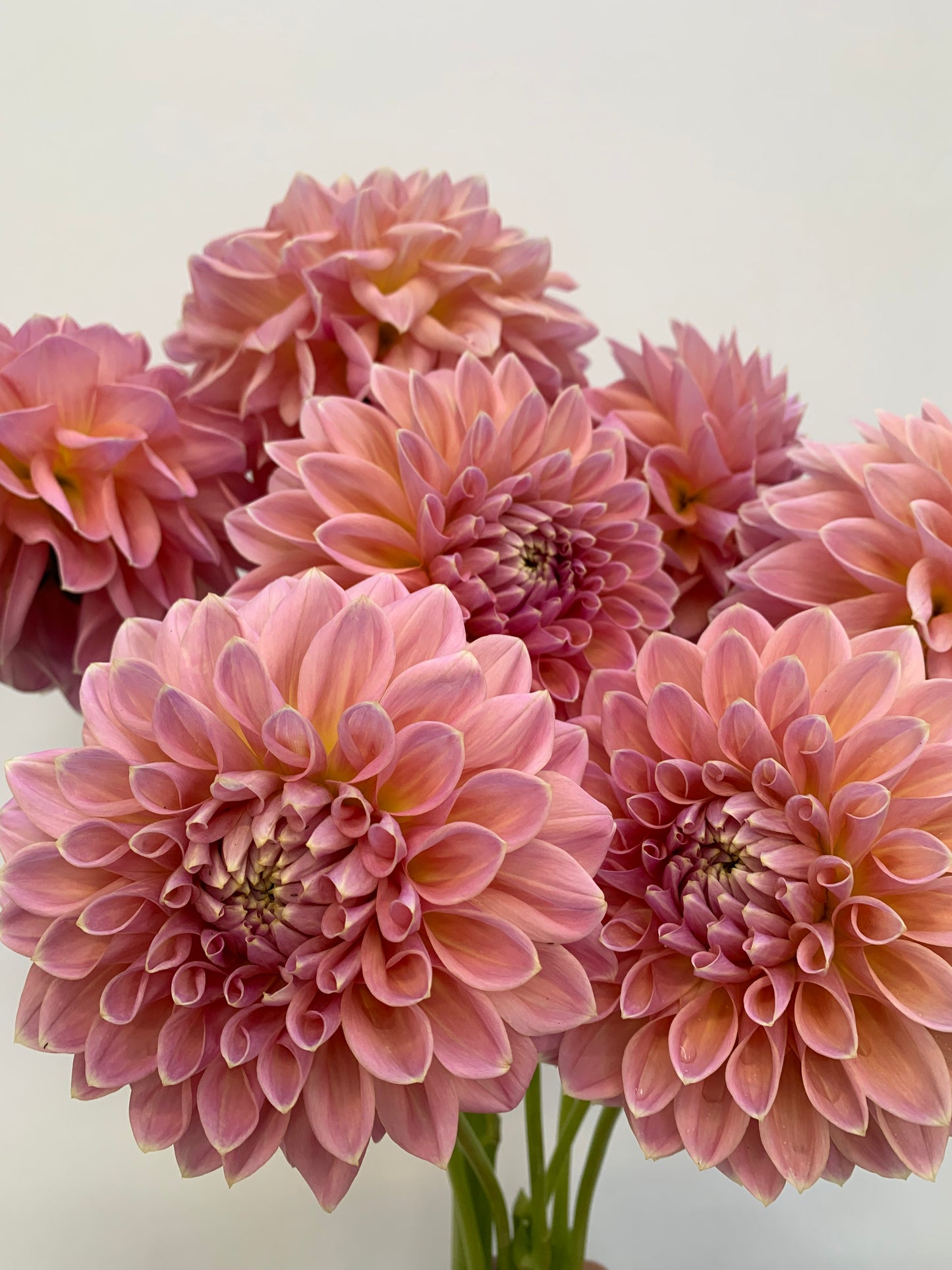 Dahlia Tuber: Joal Kaitlin