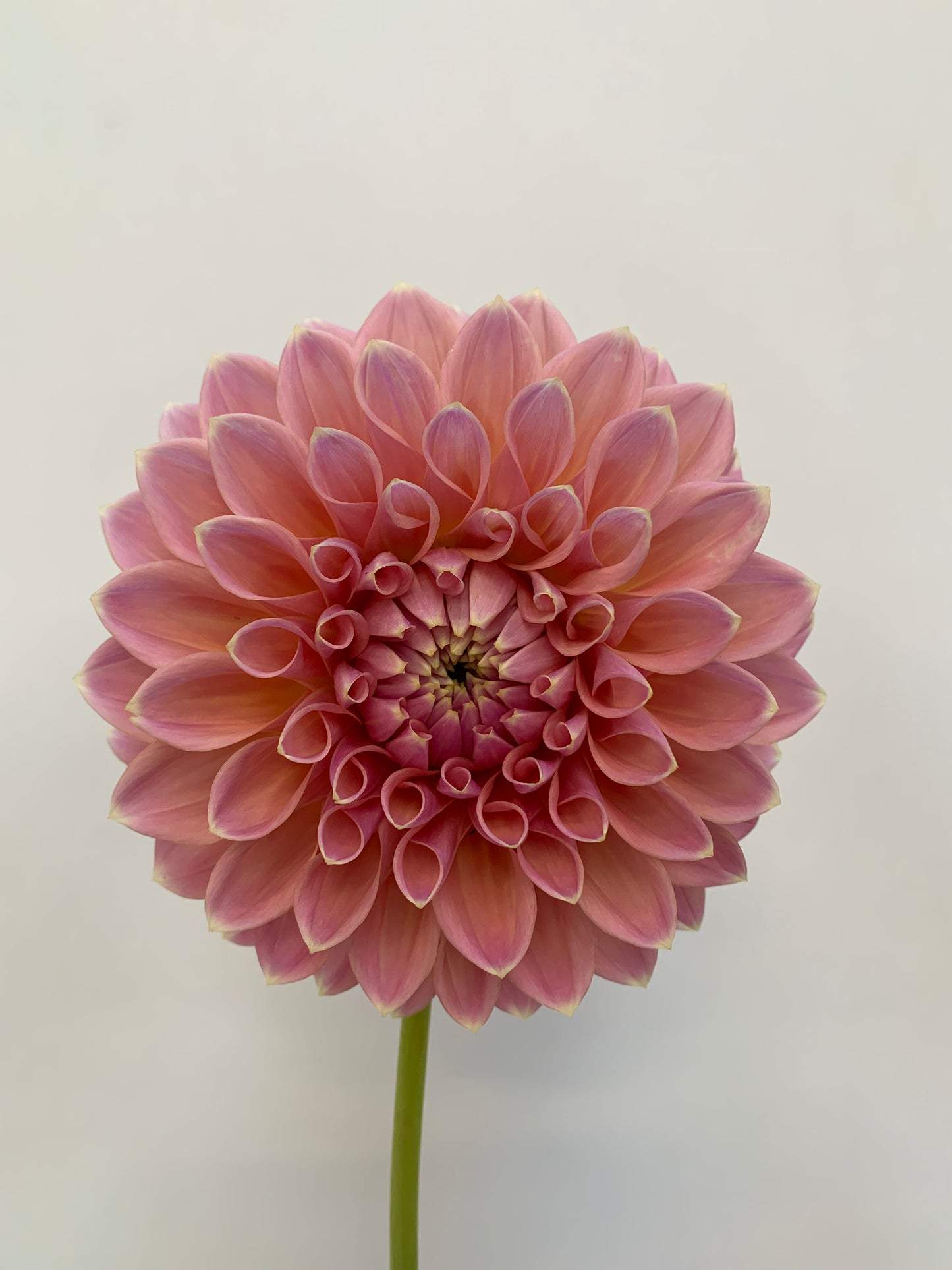 Dahlia Tuber: Joal Kaitlin
