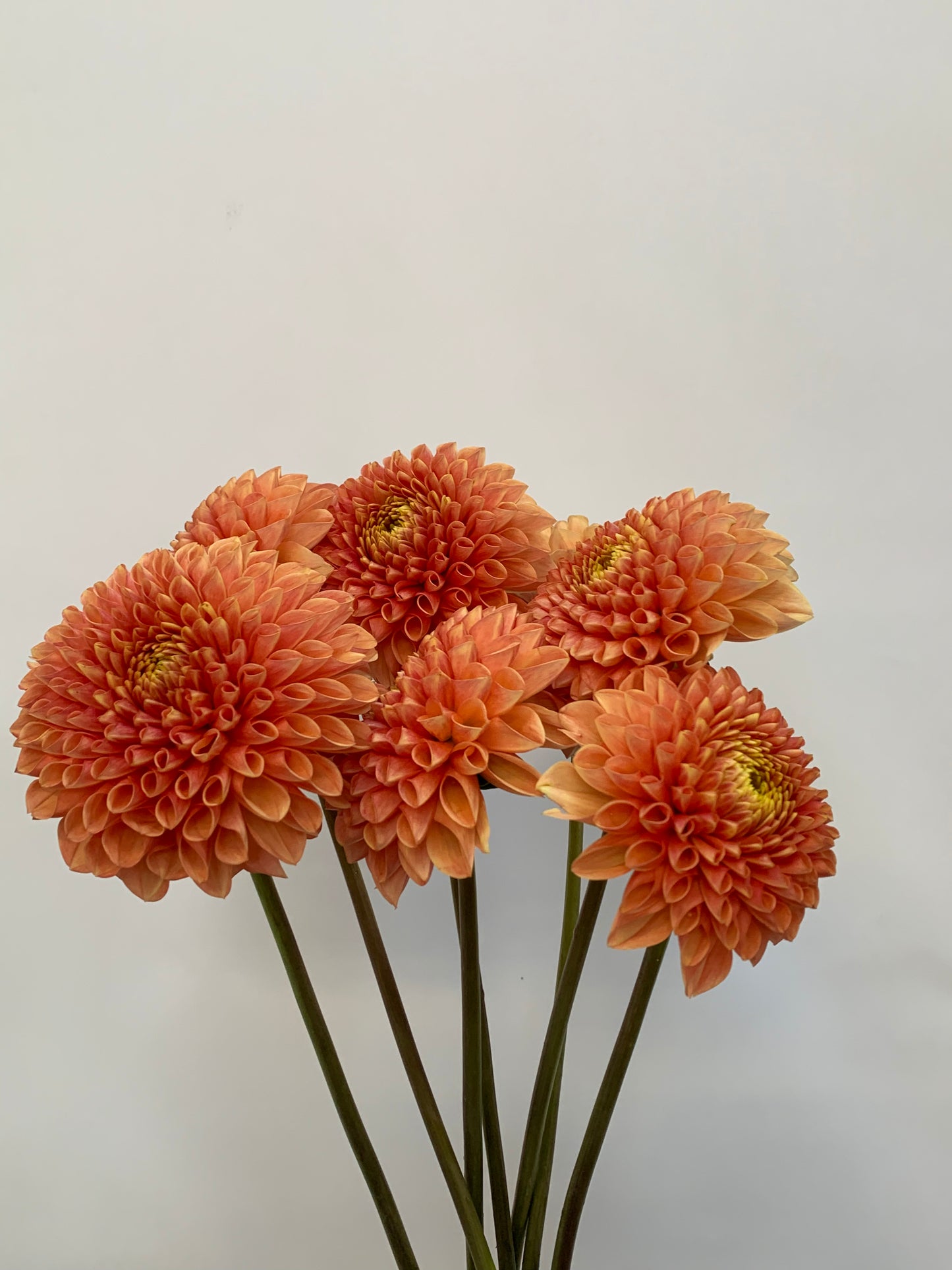 Dahlia Tuber: Jowey Linda