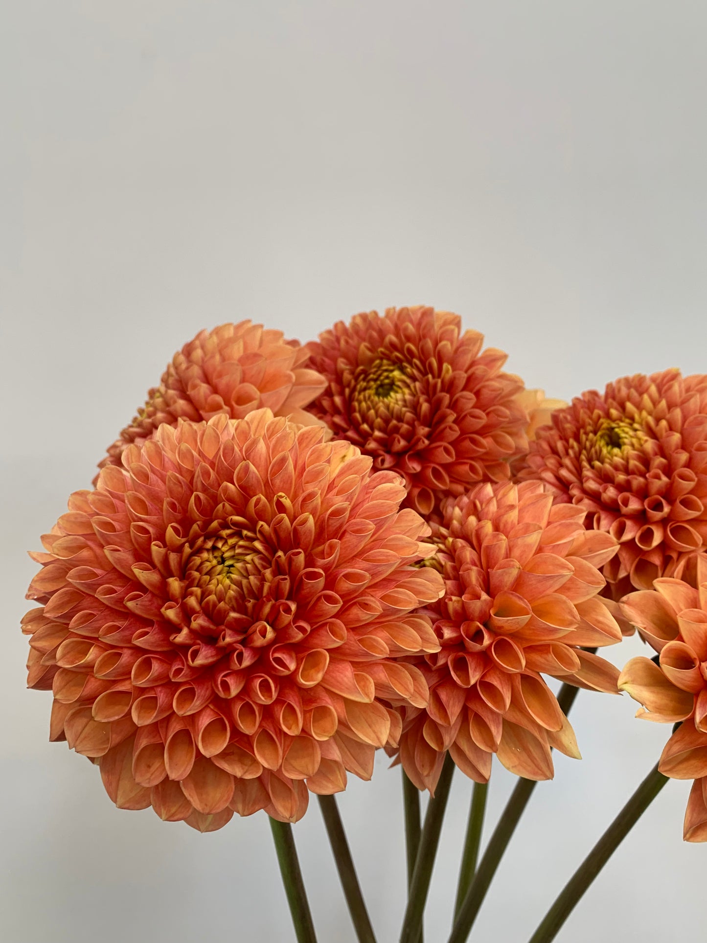 Dahlia Tuber: Jowey Linda