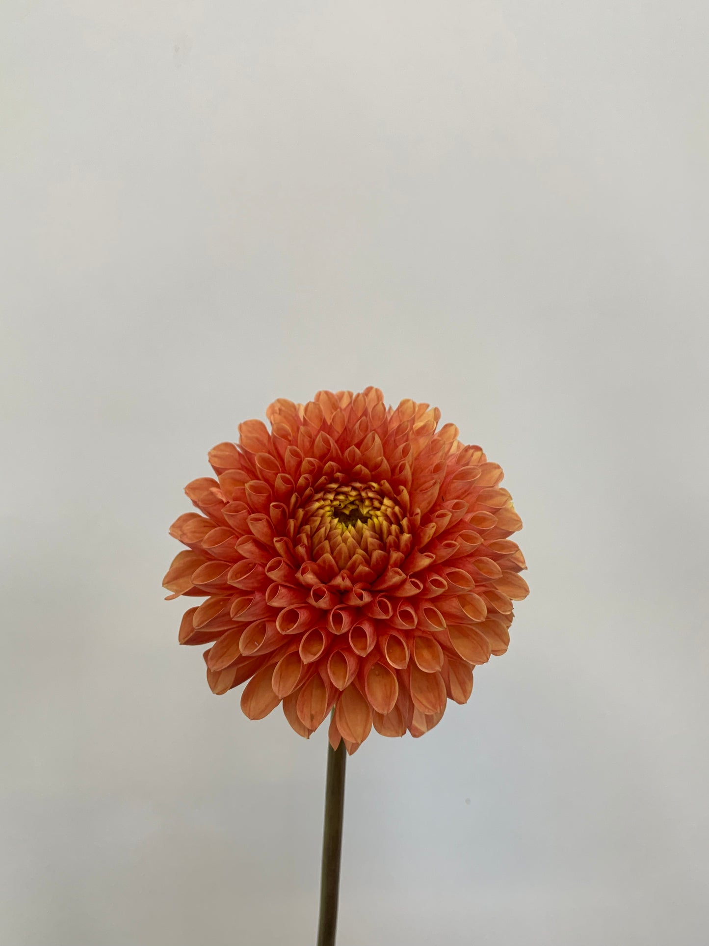 Dahlia Tuber: Jowey Linda