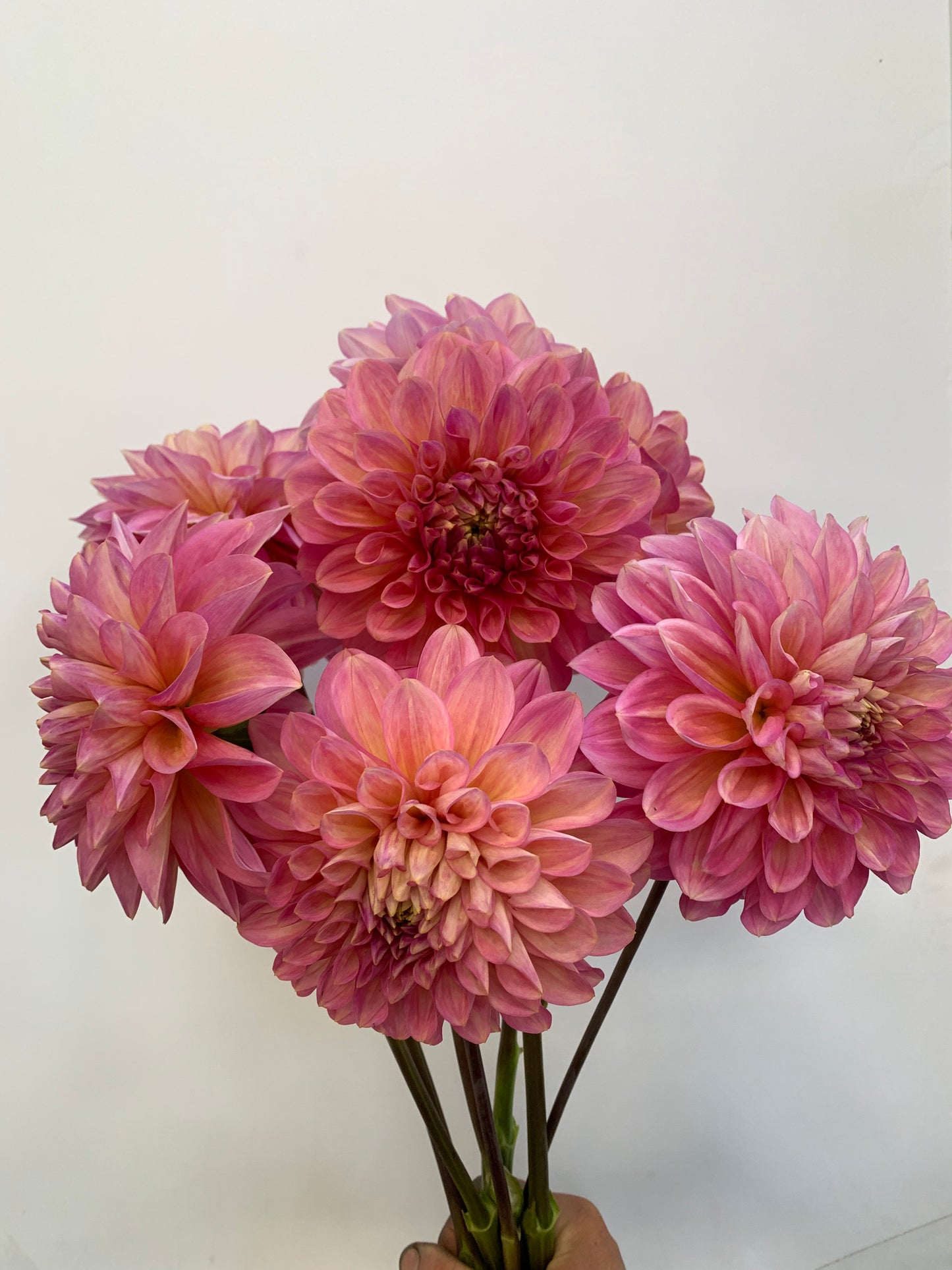 Dahlia Tuber: Kenora Lisa