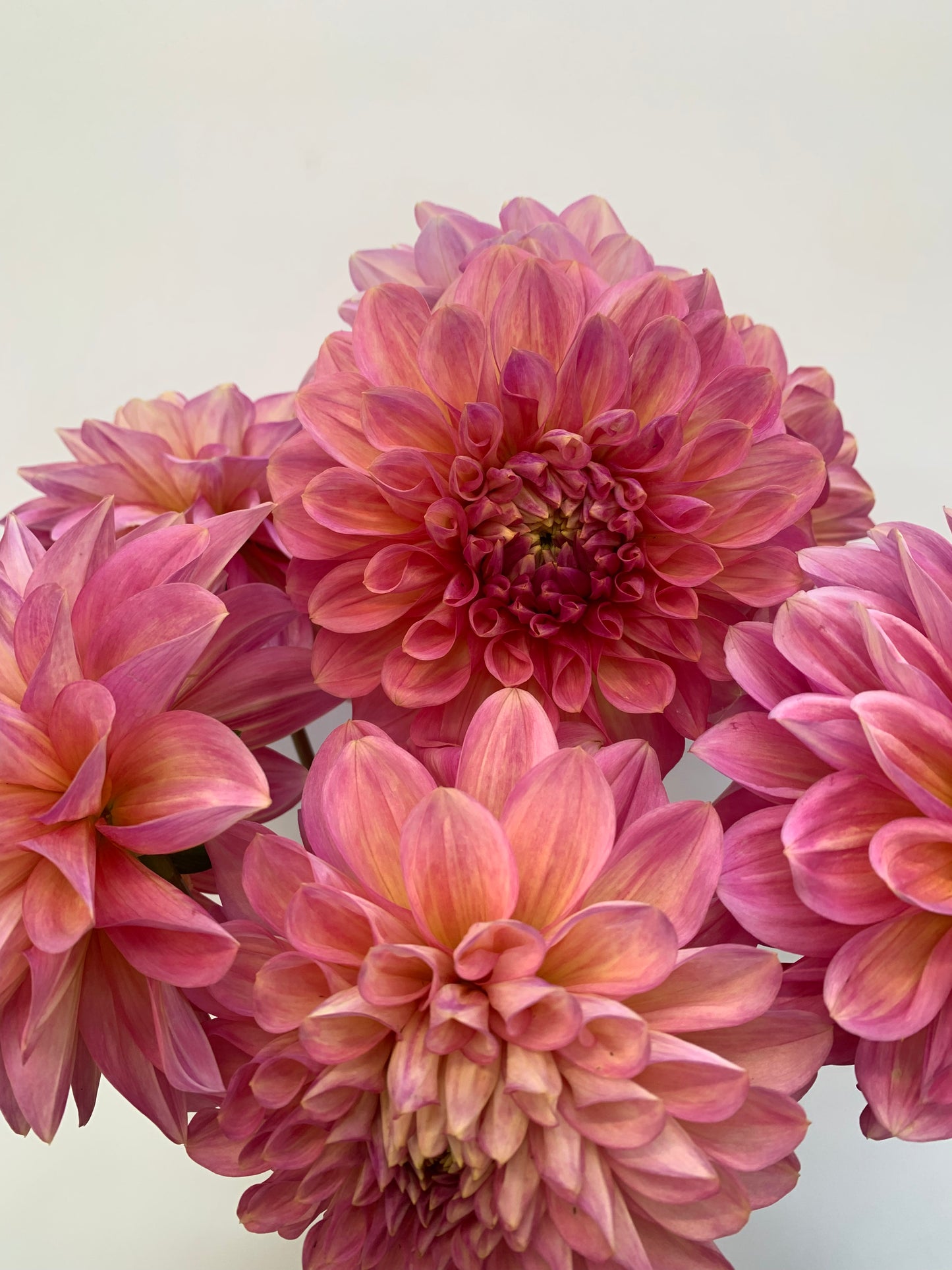 Dahlia Tuber: Kenora Lisa