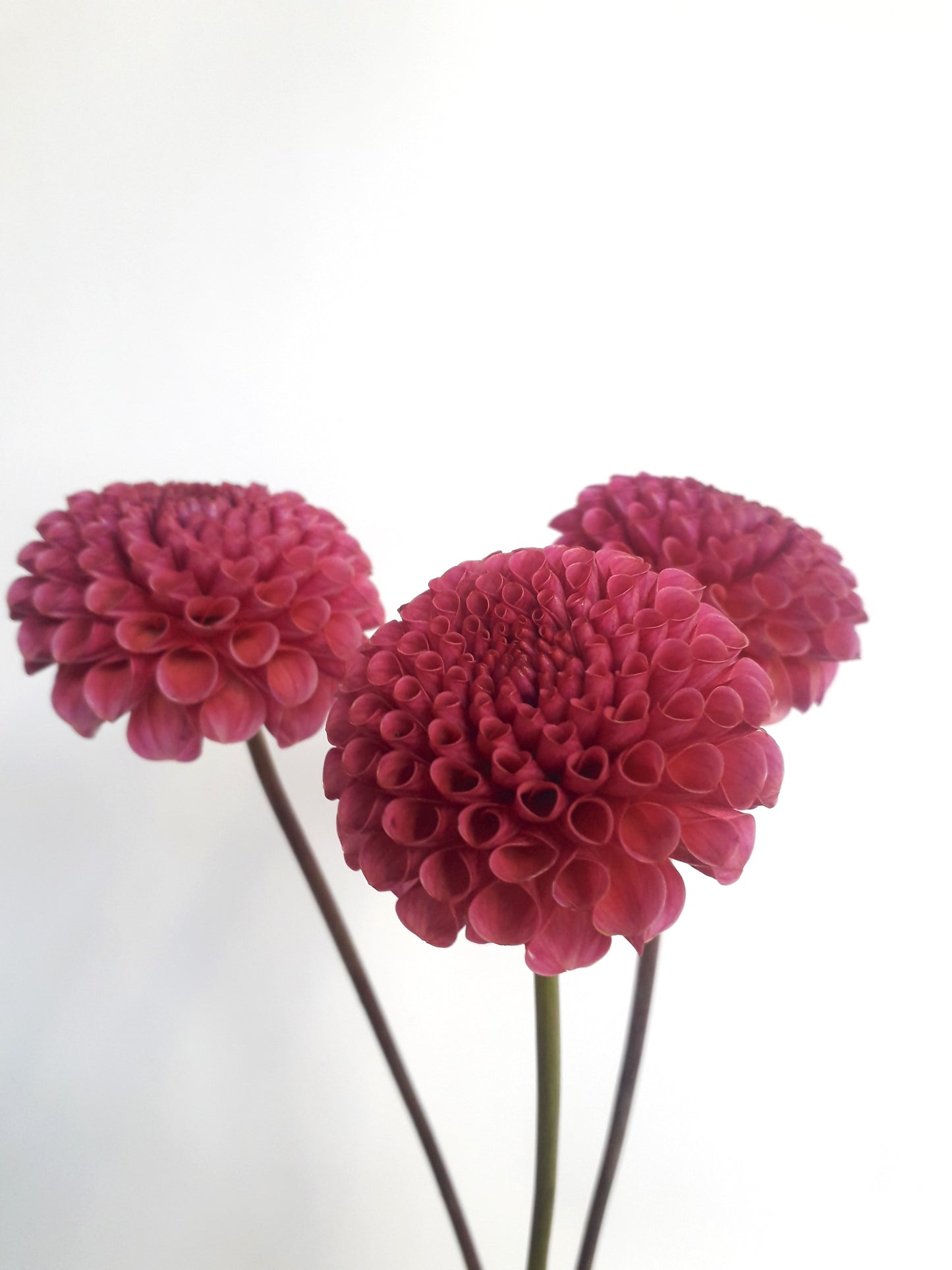 Dahlia Tuber: Kokopuff