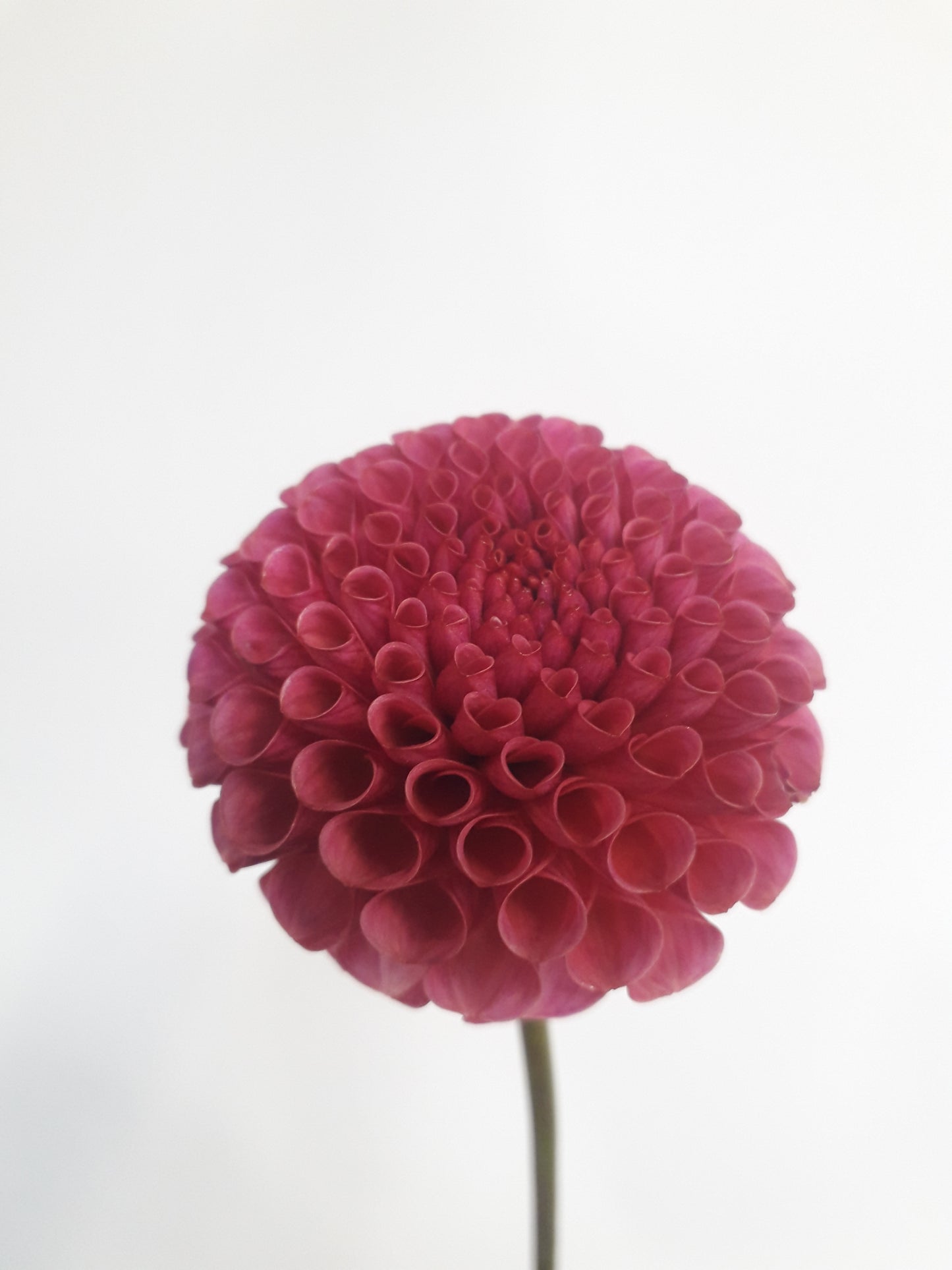 Dahlia Tuber: Kokopuff