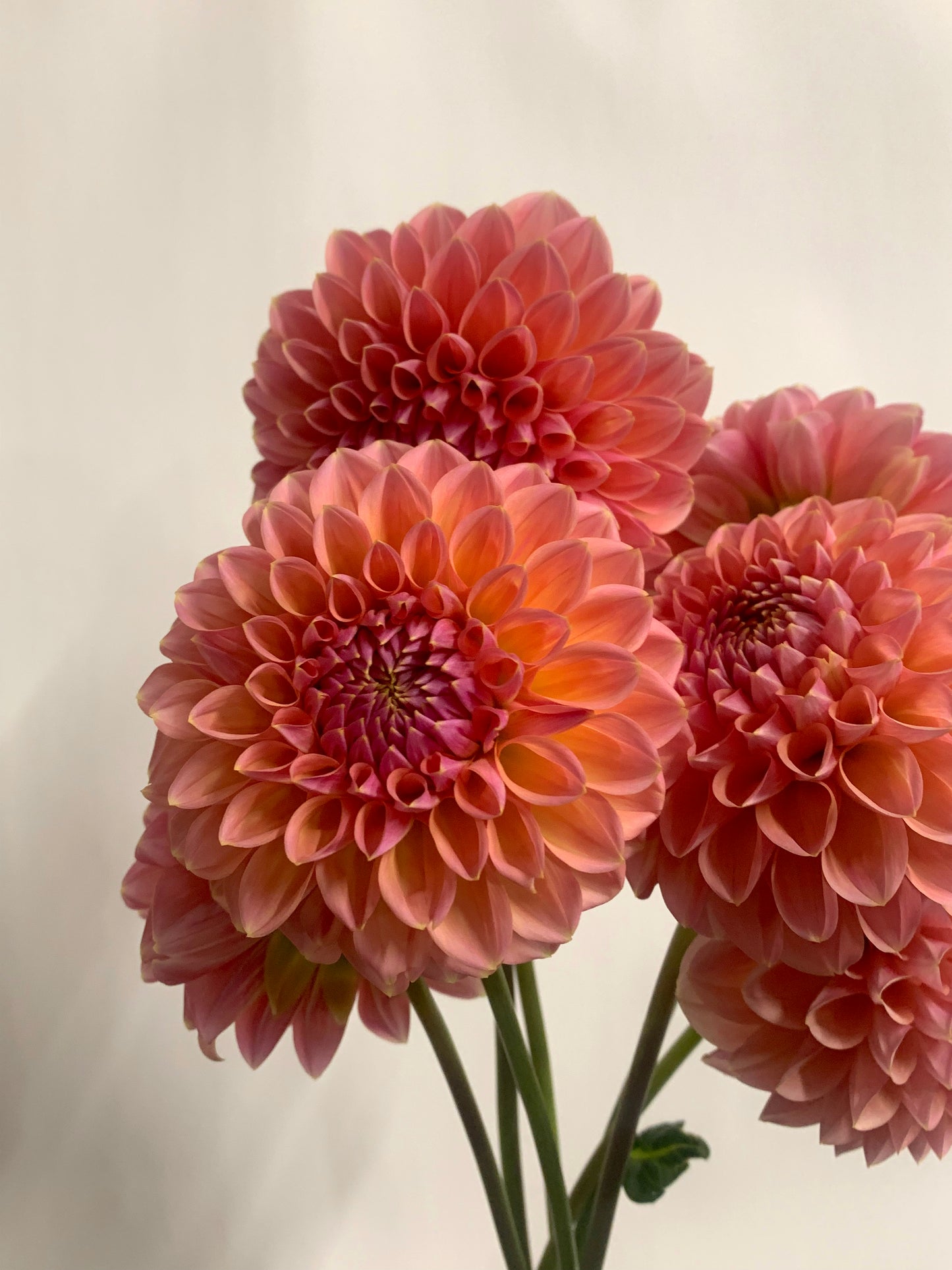 Dahlia Tuber: Lindas Baby