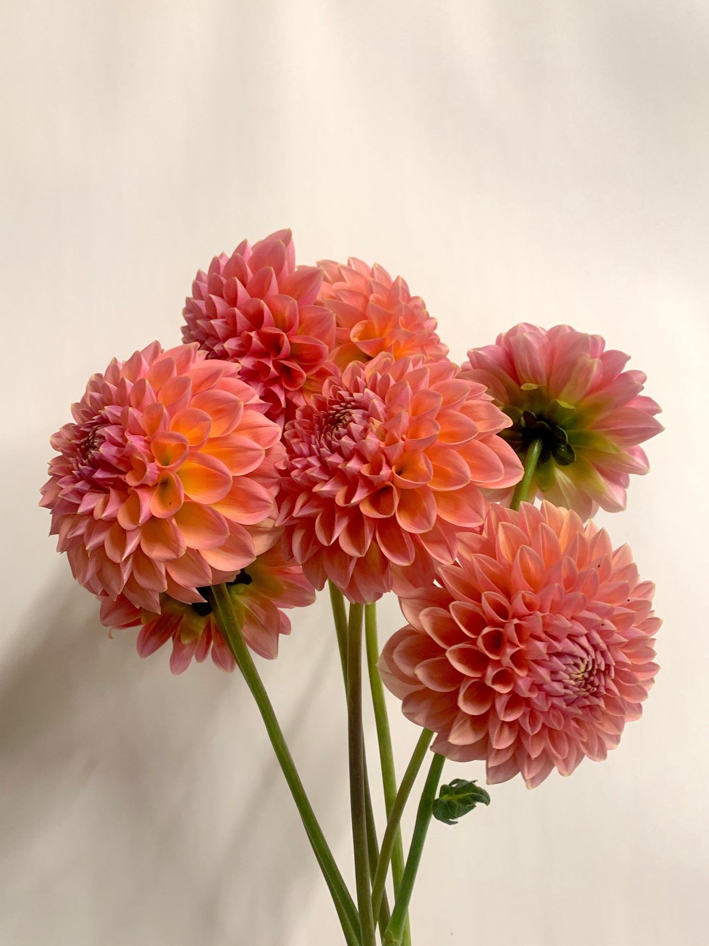 Dahlia Tuber: Lindas Baby