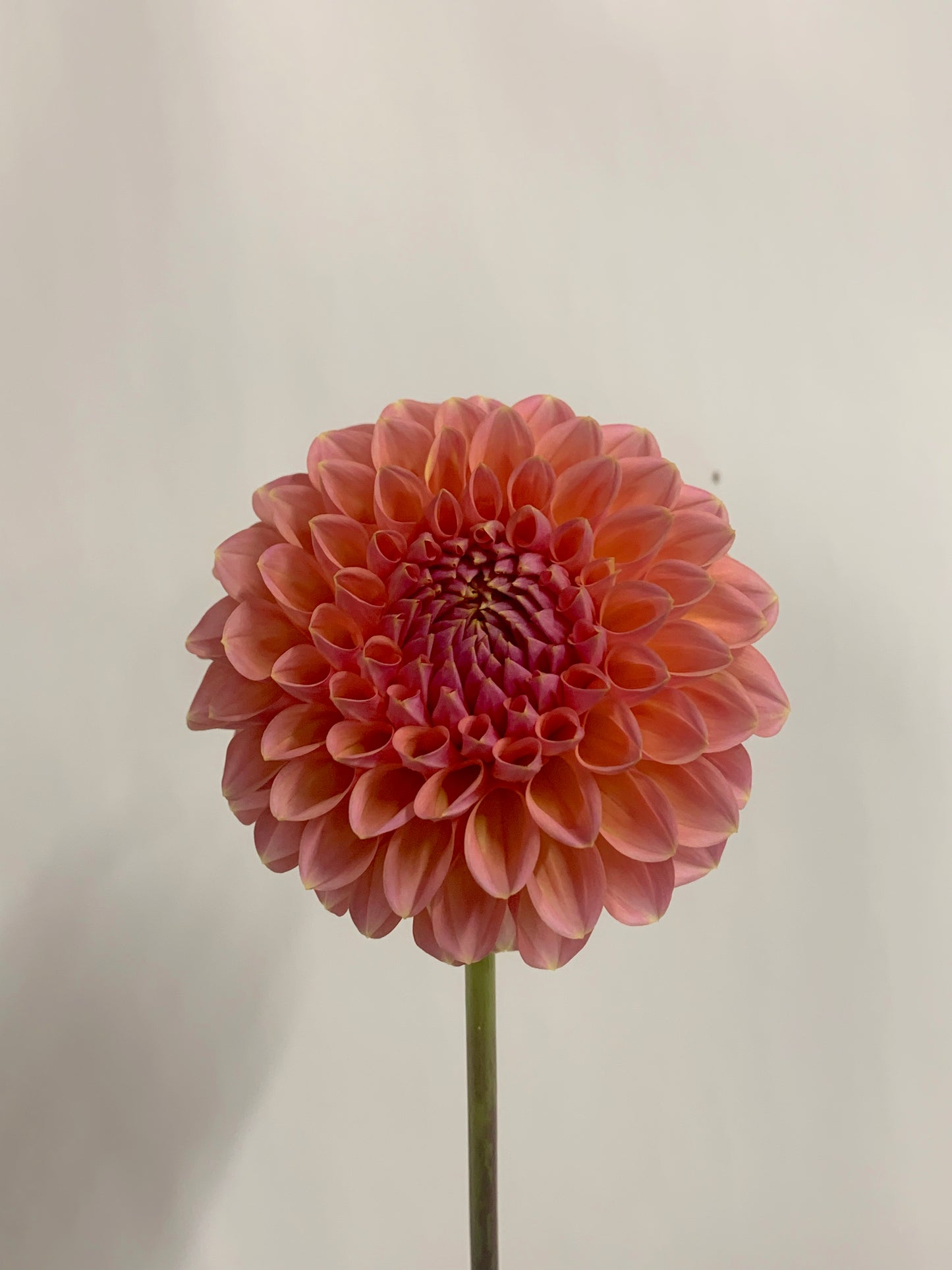 Dahlia Tuber: Lindas Baby