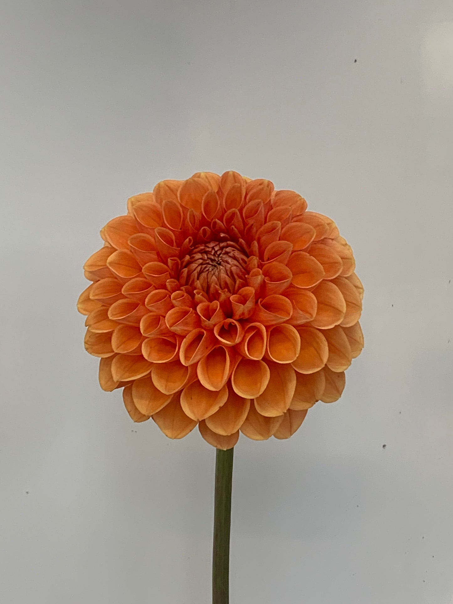 Dahlia Tuber: Maarn