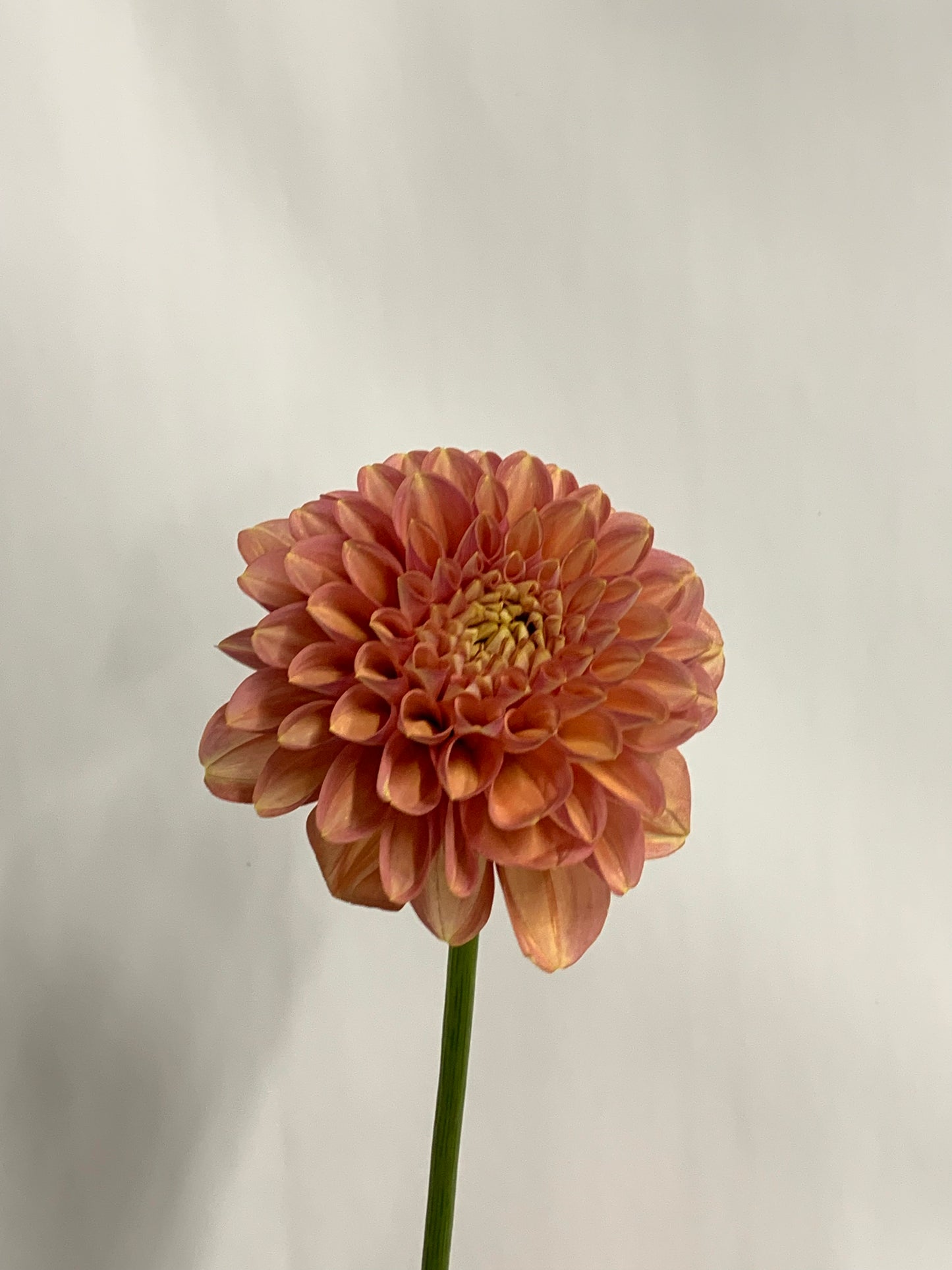 Dahlia Tuber: Milena Fleur