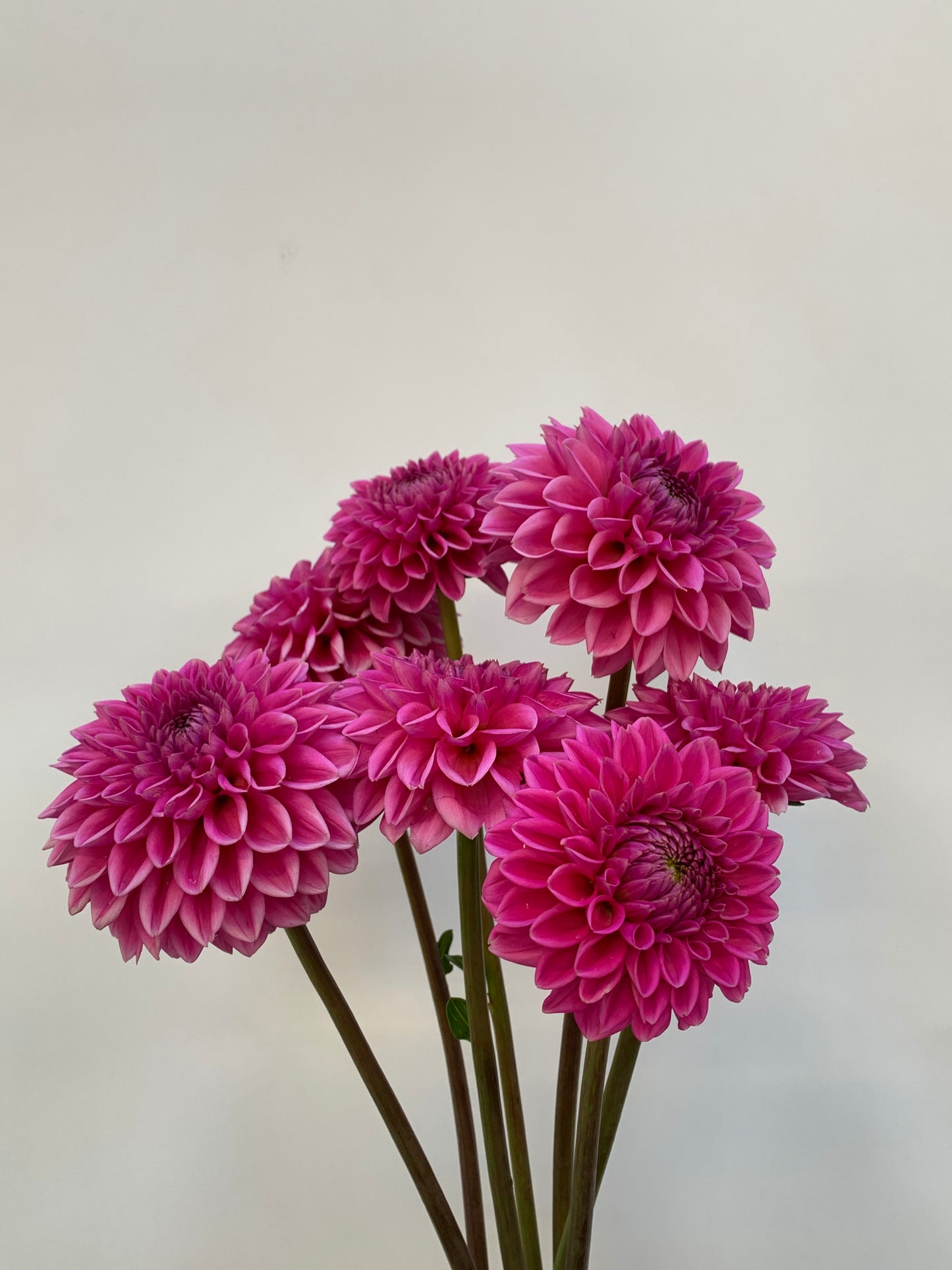 Dahlia Tuber: Sandra (Pink Sylvia)