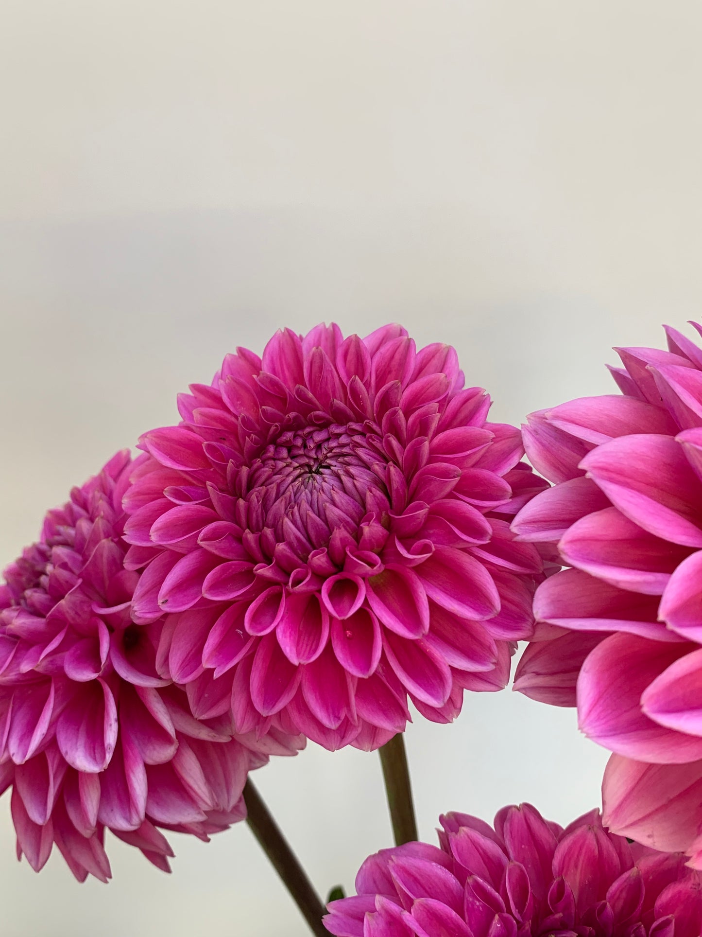 Dahlia Tuber: Sandra (Pink Sylvia)