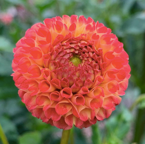 Dahlia Tuber: Mirella