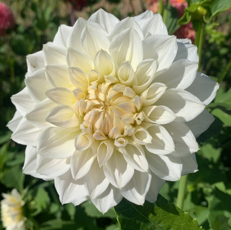 Dahlia Tuber: White Charlie Two