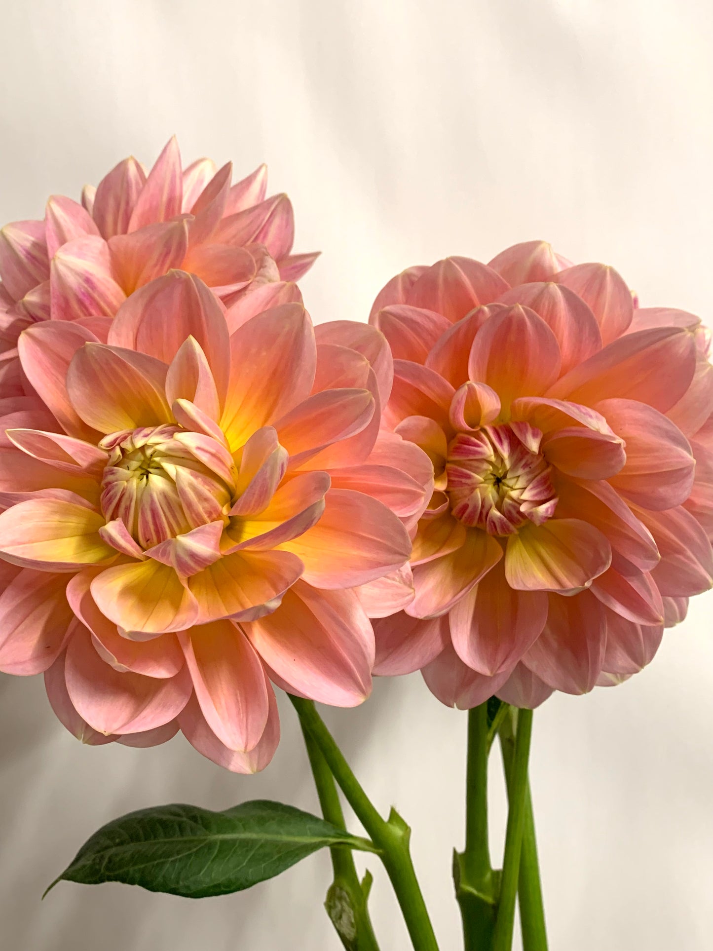 Dahlia Tuber: Sheer Heaven