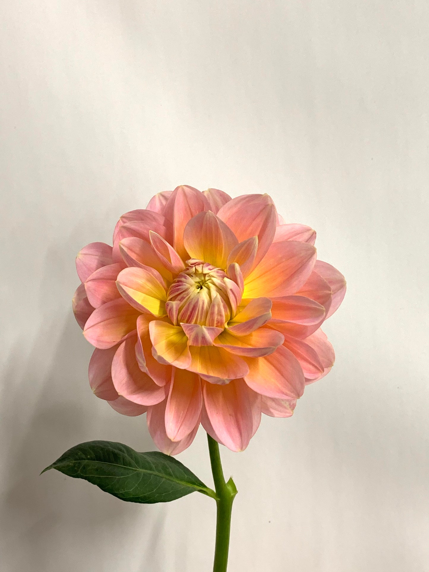 Dahlia Tuber: Sheer Heaven