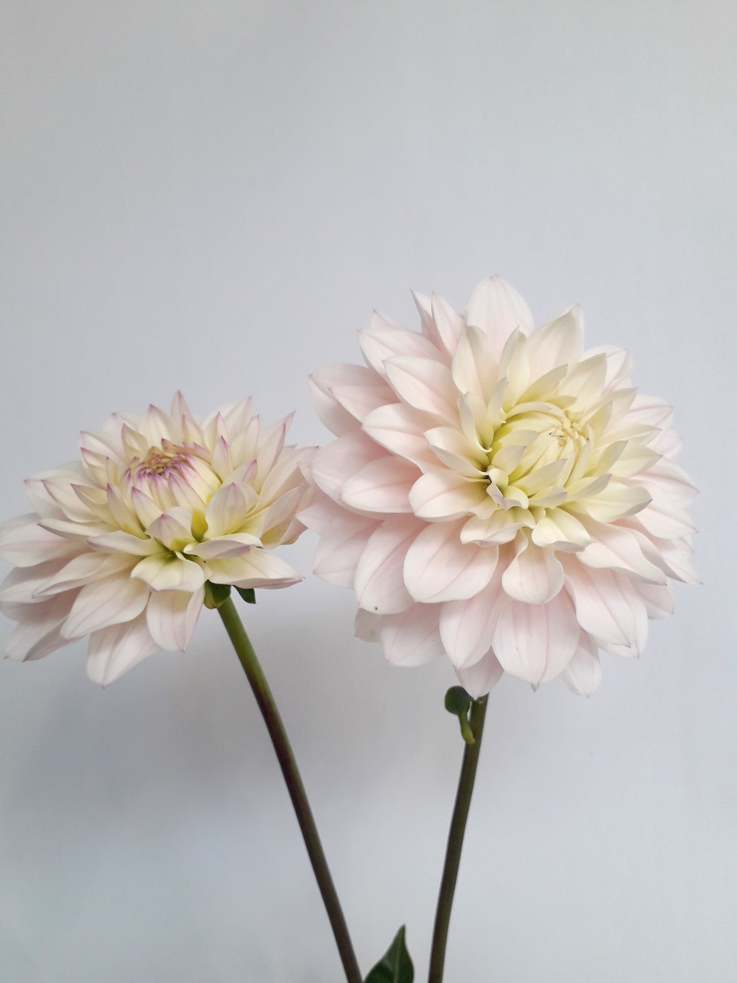 Dahlia Tuber: Silver Years