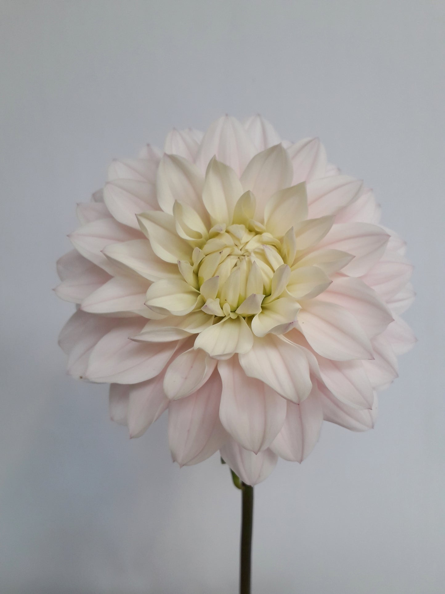 Dahlia Tuber: Silver Years