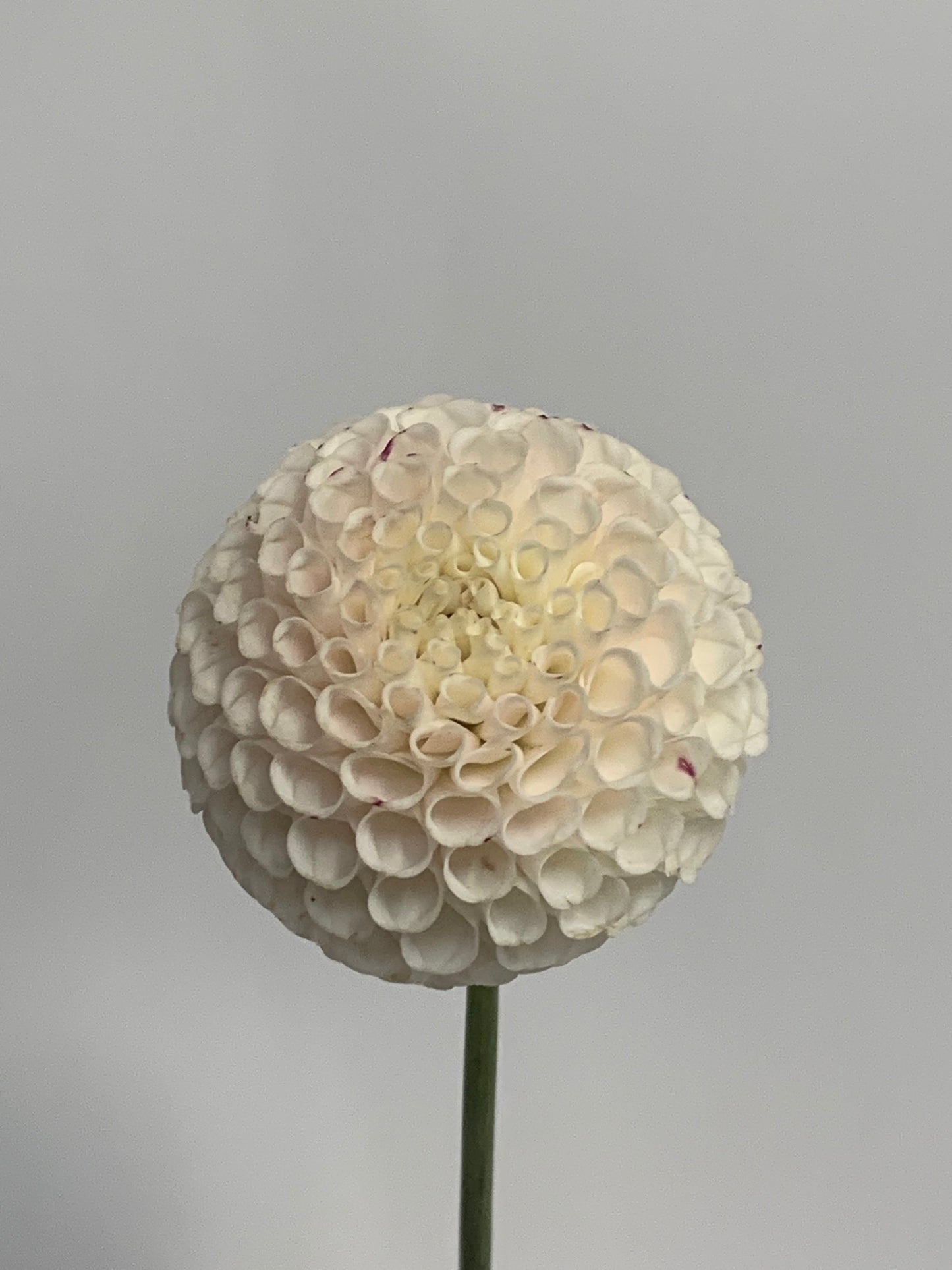 Dahlia Tuber: Small World