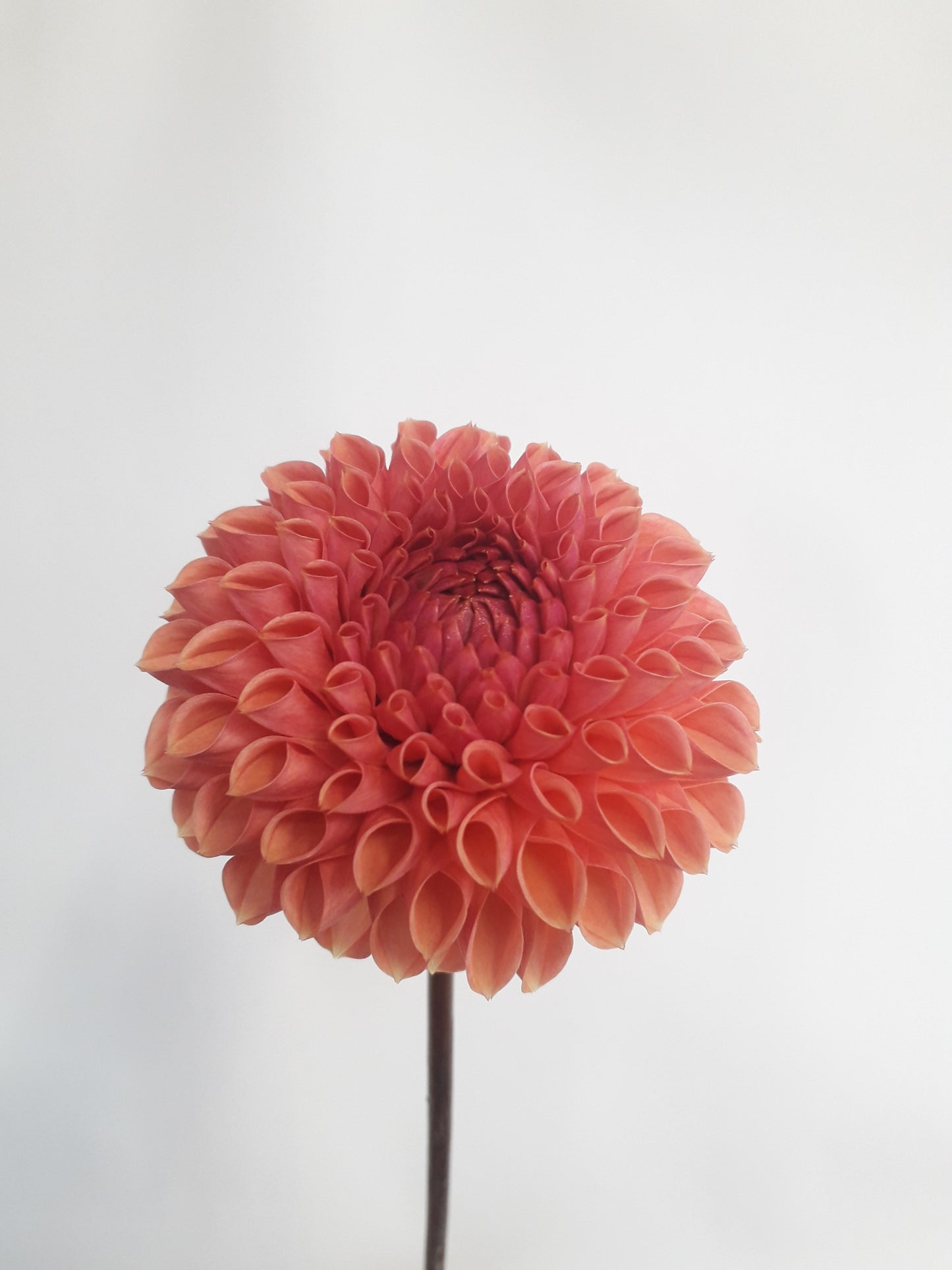 Dahlia Tuber: Snoho Jojo