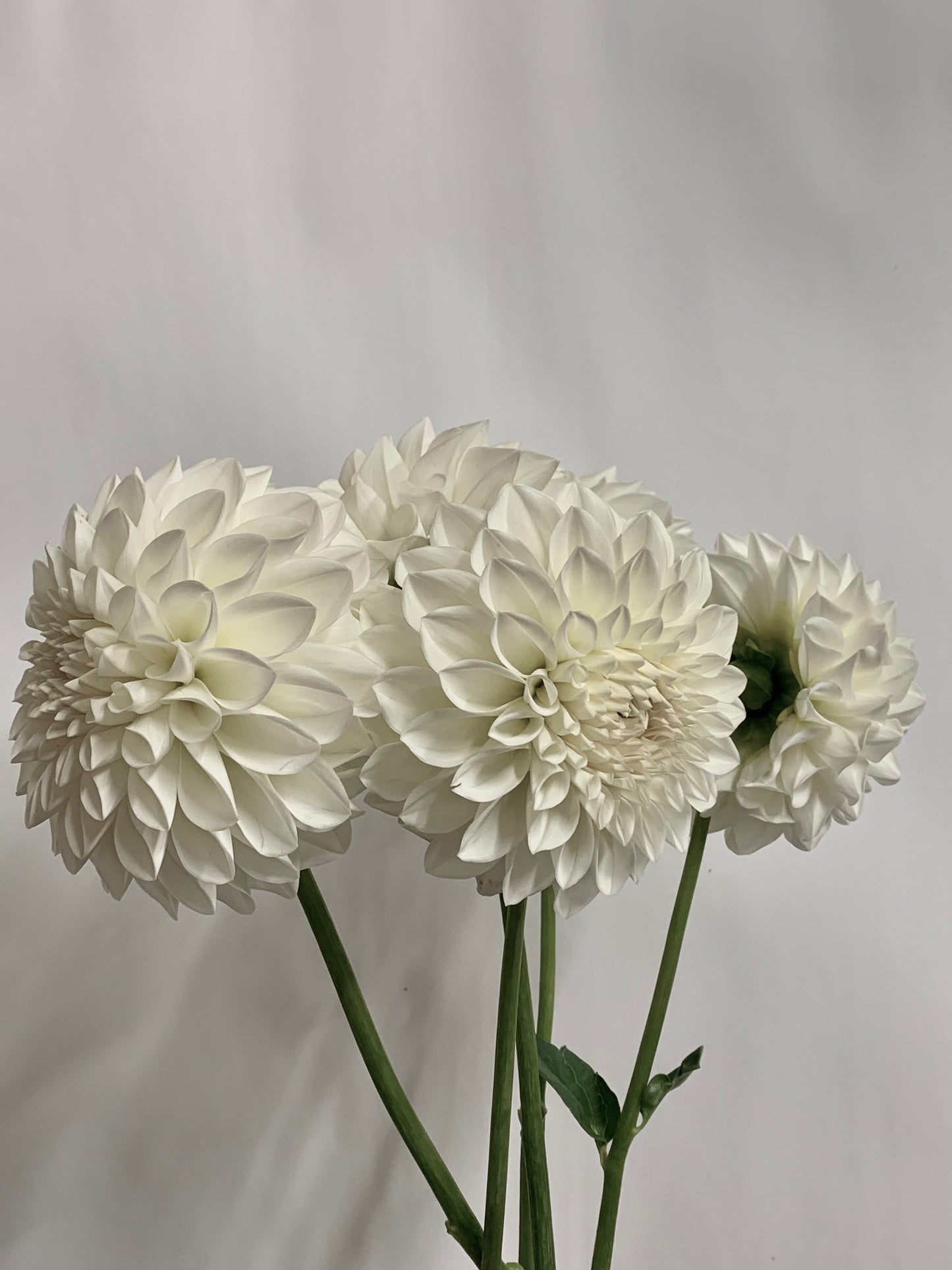 Dahlia Tuber: Snowcap