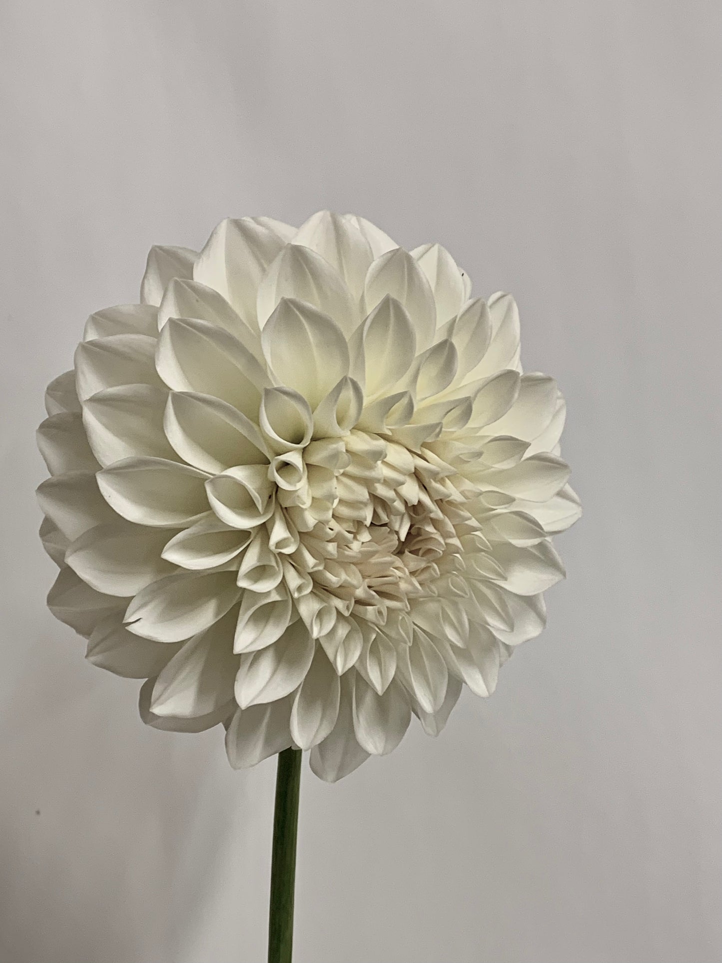 Dahlia Tuber: Snowcap